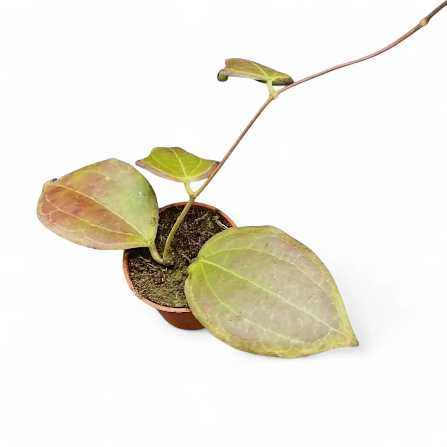 Hoya sp. Konowa Zimmerpflanze im Anzuchttopf vor weiĂźem Hintergrund, Produktfoto 3.