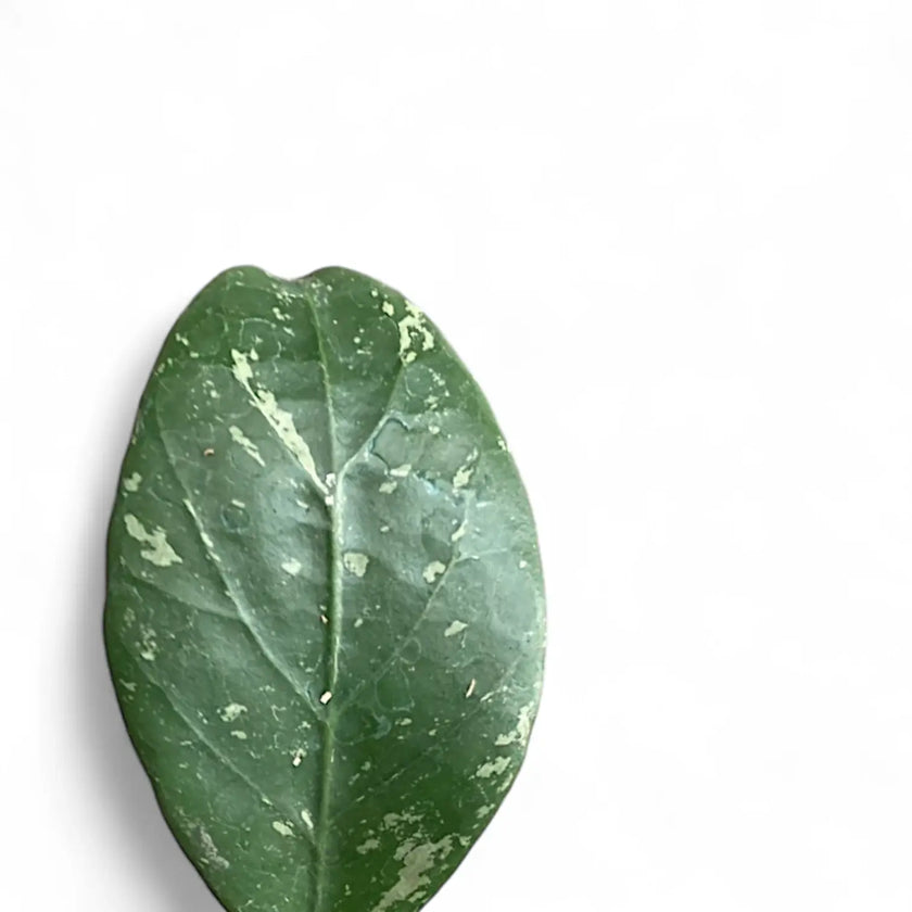 Hoya sp. Lai Chau 'Splash' – Blattdetail vor weißem Hintergrund..