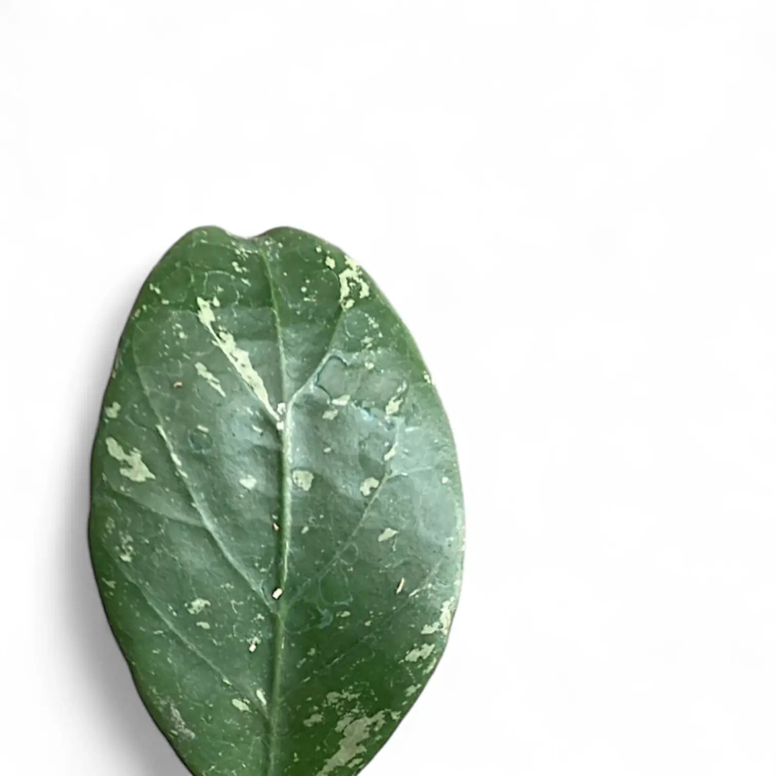 Hoya sp. Lai Chau 'Splash' leaf close-up on white background.