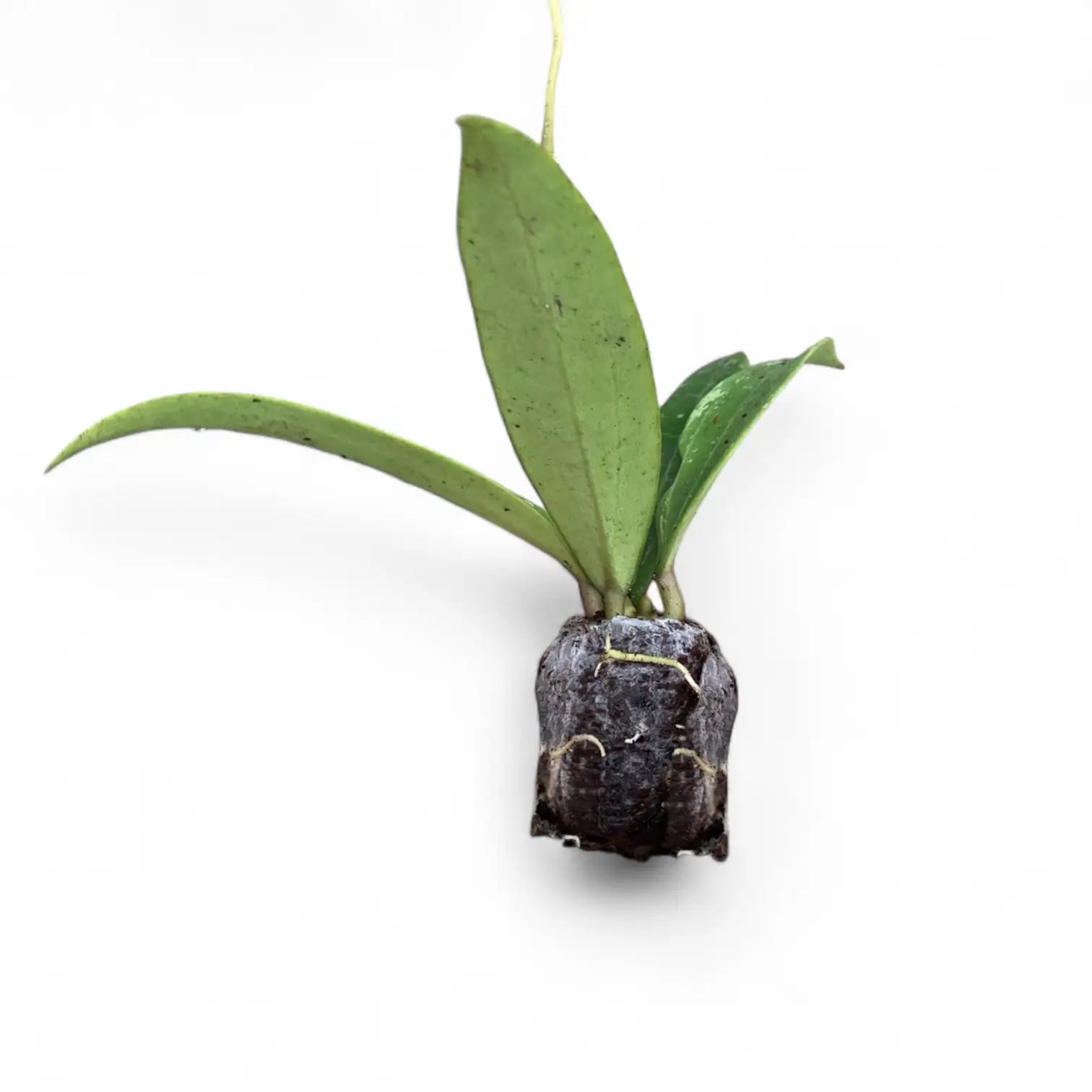 Hoya sp. Loei potted houseplant in nursery pot on white background, product photo 3.