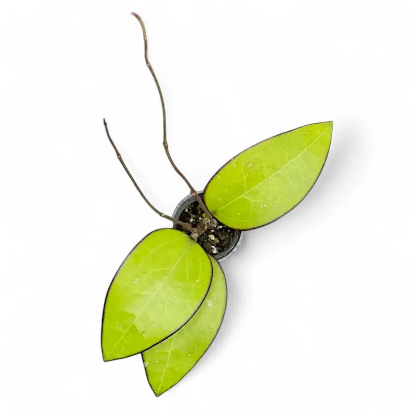 Hoya sp. Malang potted houseplant in nursery pot on white background, product photo 2.