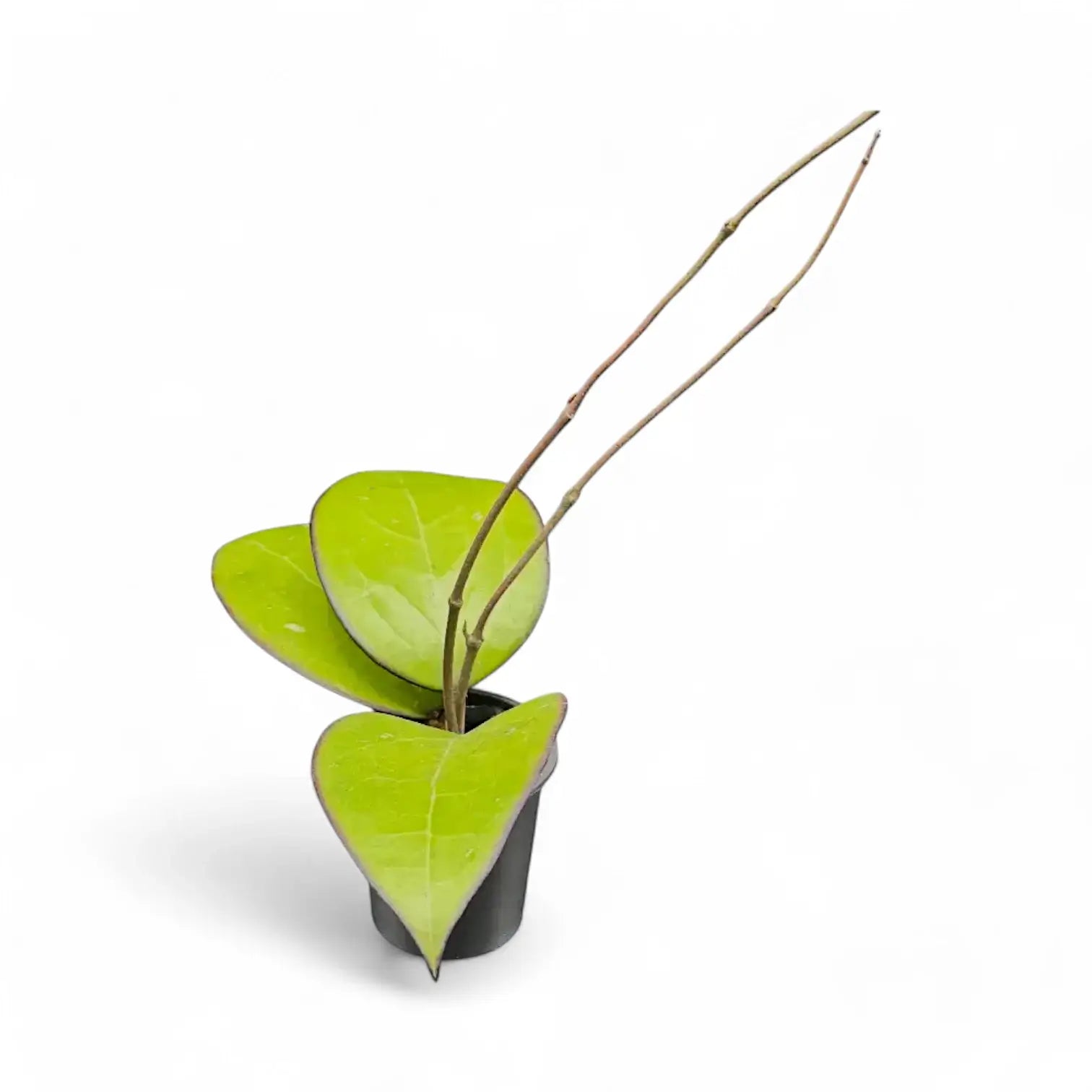 Hoya sp. Malang potted houseplant in nursery pot on white background, product photo 3.