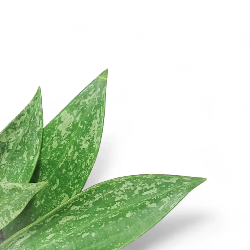 Hoya sp. Rangsan â Blattdetail vor weiĂem Hintergrund..