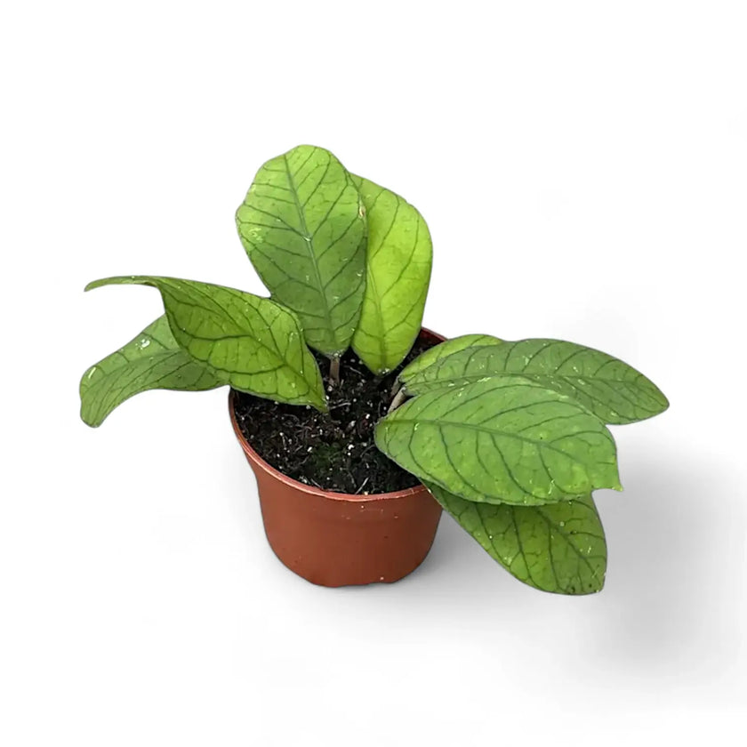 Hoya sp. Sabah (EPC 961) potted houseplant in nursery pot on white background, product photo 2.