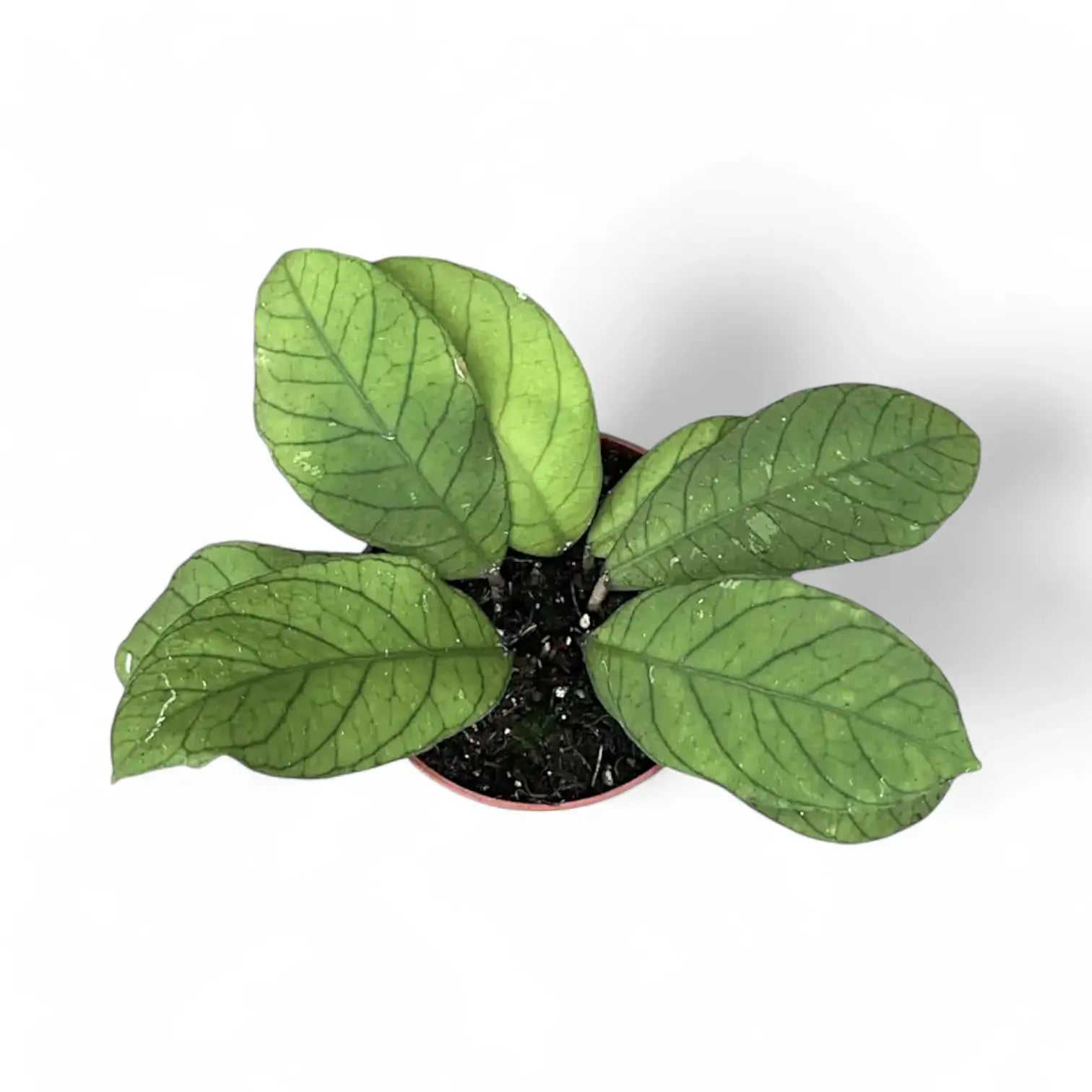 Hoya sp. Sabah (EPC 961) potted houseplant in nursery pot on white background, product photo 3.