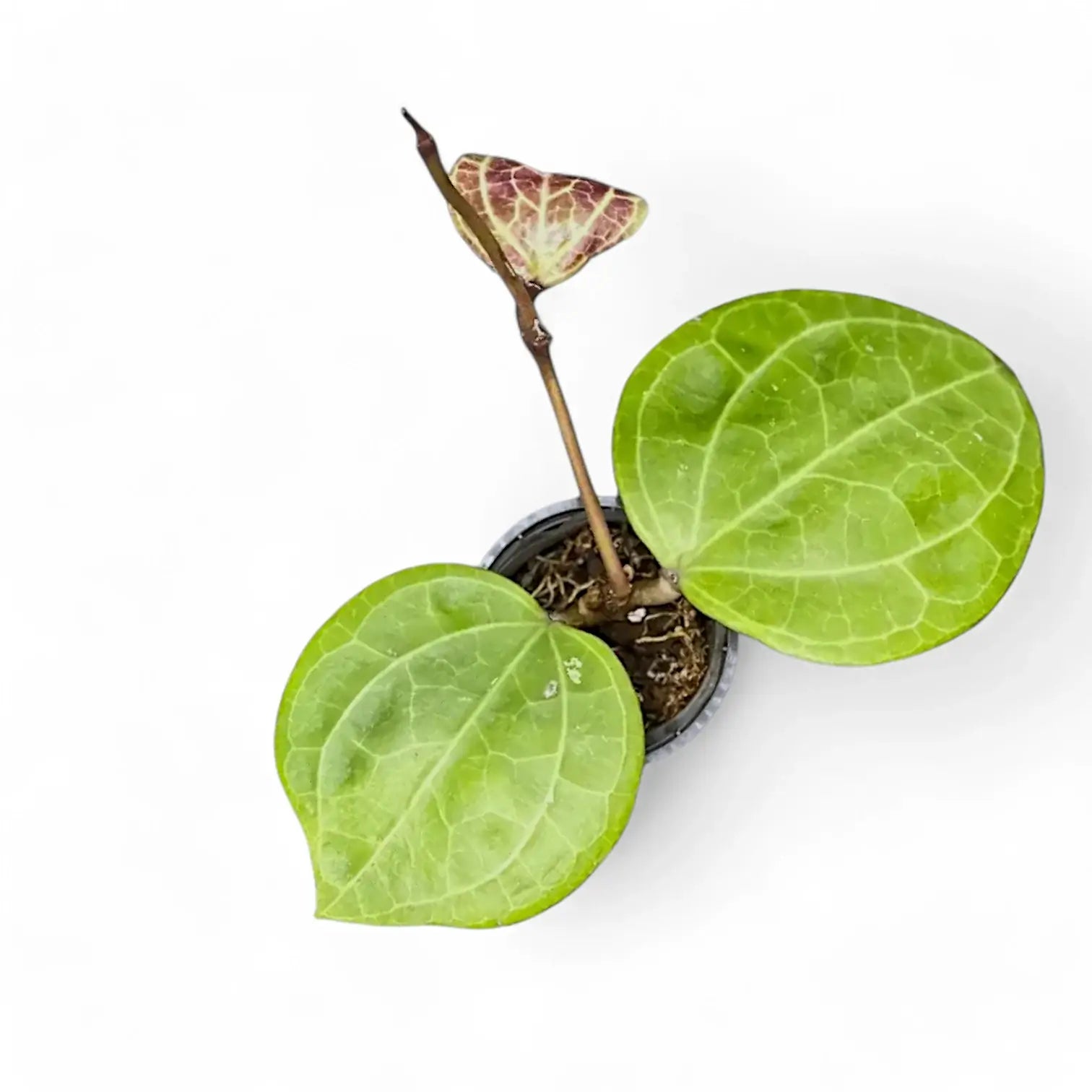 Hoya sp. Sarawak 'Cream' potted houseplant in nursery pot on white background, product photo 4.