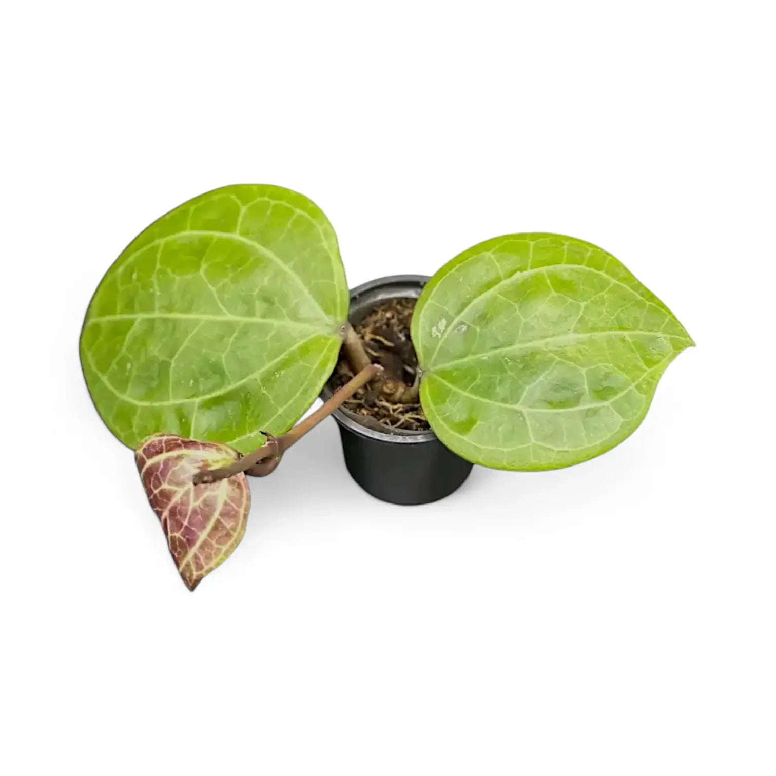 Hoya sp. Sarawak 'Cream' potted houseplant in nursery pot on white background, product photo 5.