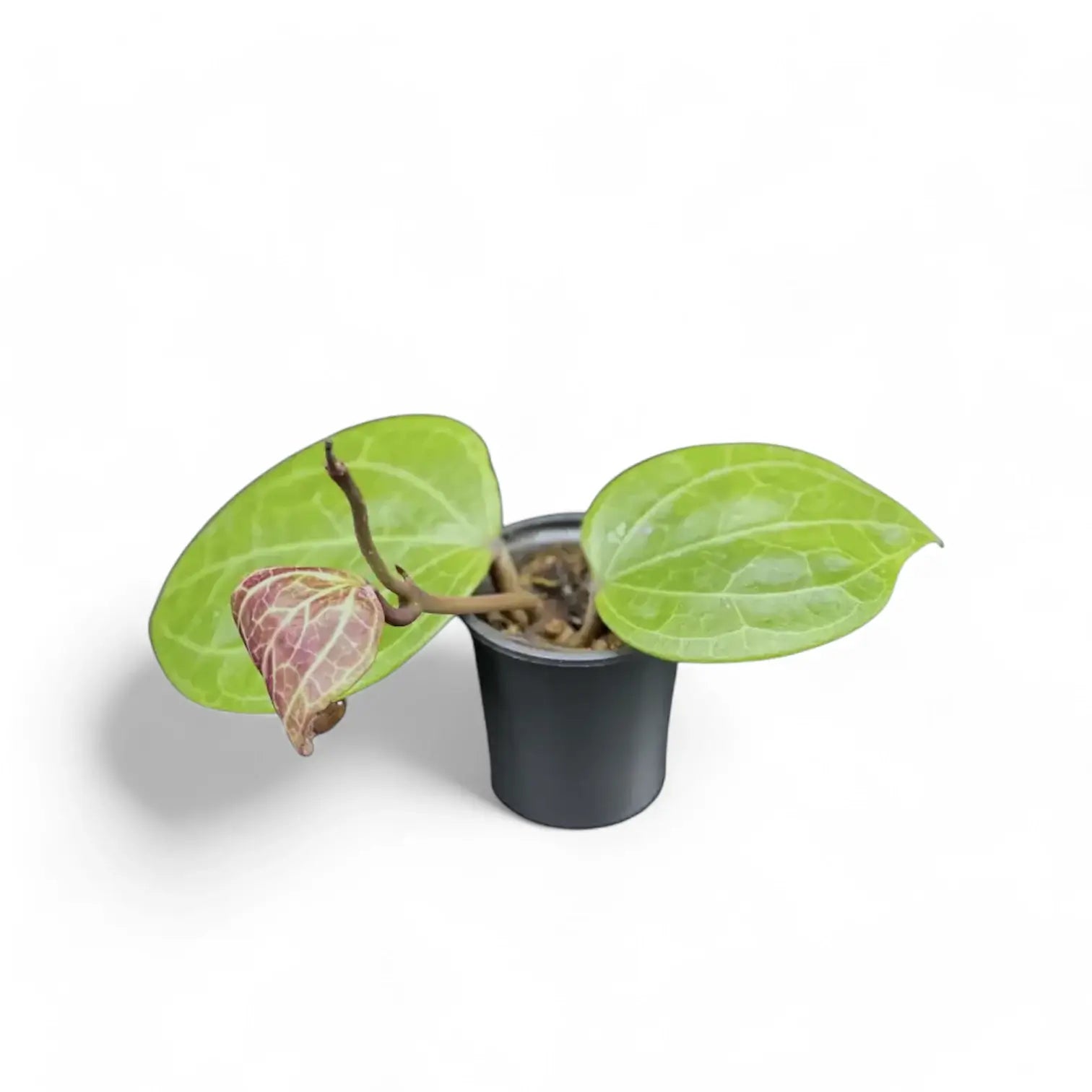 Hoya sp. Sarawak 'Cream' potted houseplant in nursery pot on white background, product photo 6.