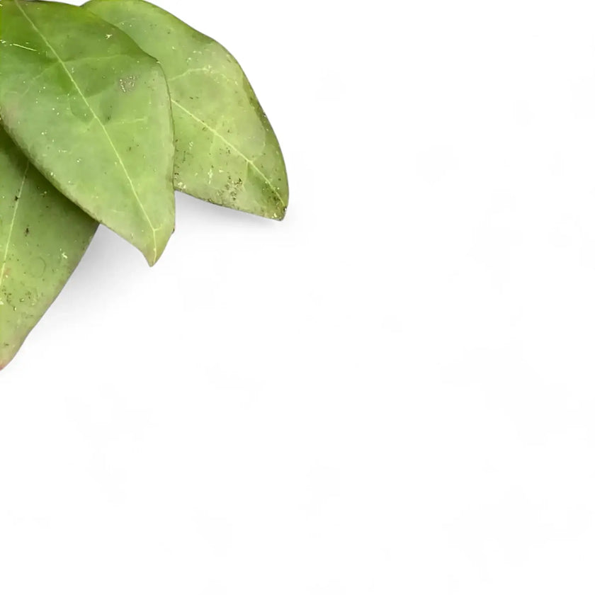 Hoya sp. 'Sulawesi 3' leaf close-up on white background.