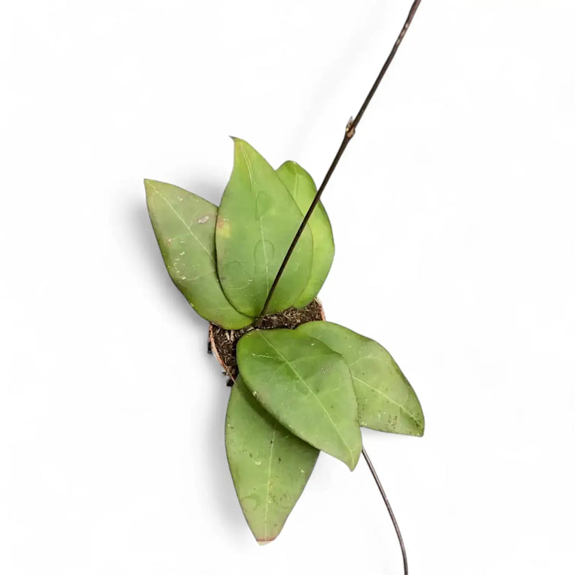 Hoya sp. 'Sulawesi 3' potted houseplant in nursery pot on white background, product photo 2.