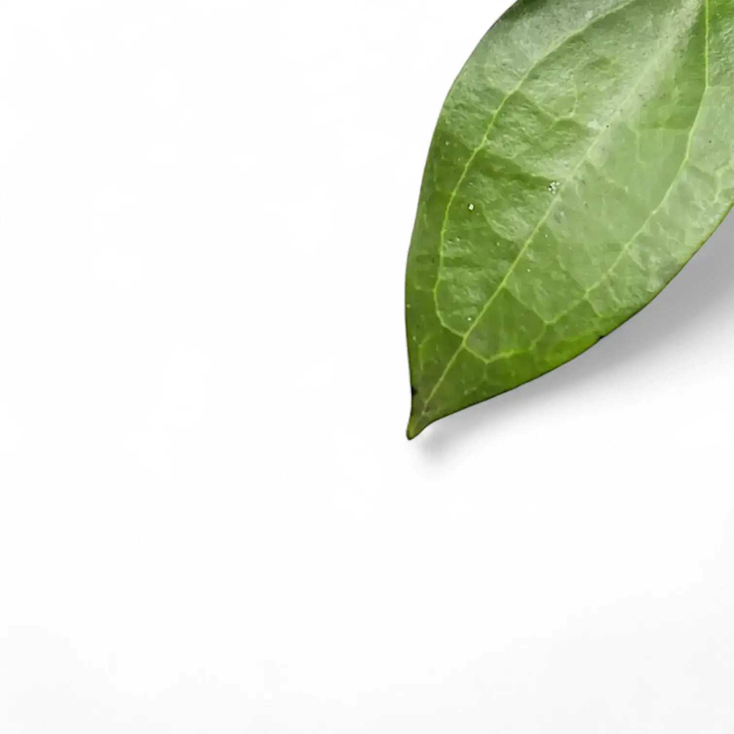Hoya sp. Ternate leaf close-up on white background.