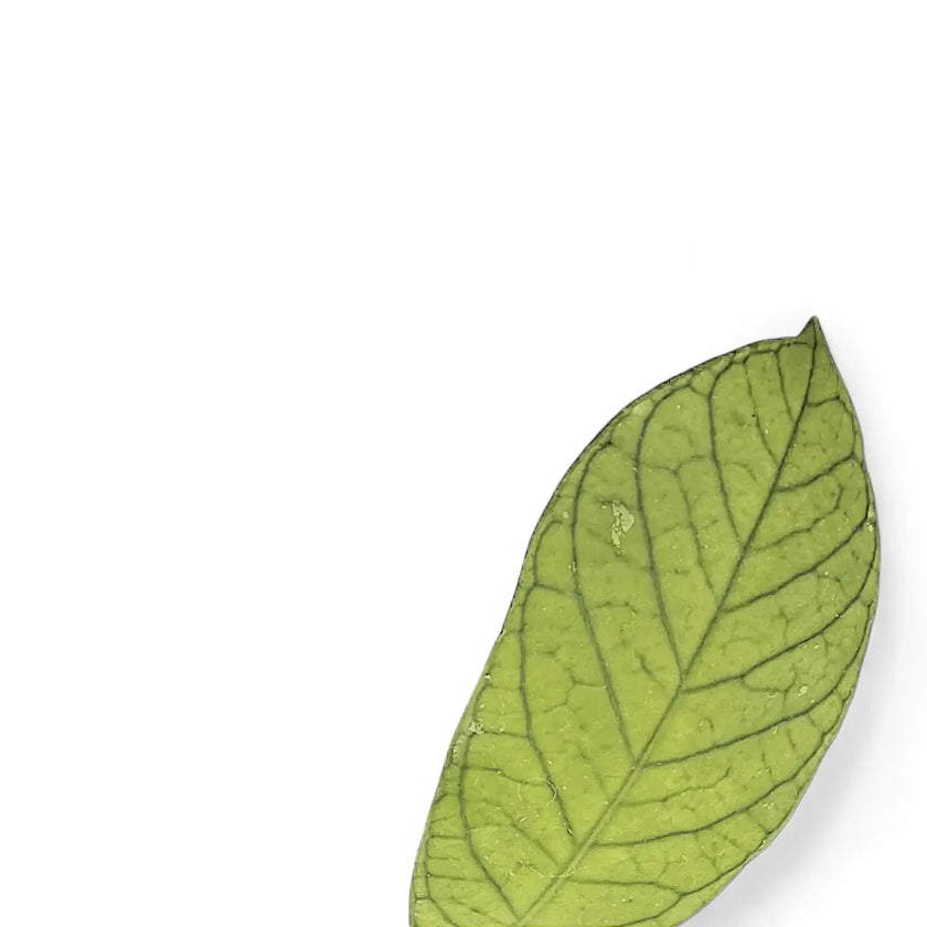 Hoya sp. Thailand leaf close-up on white background.