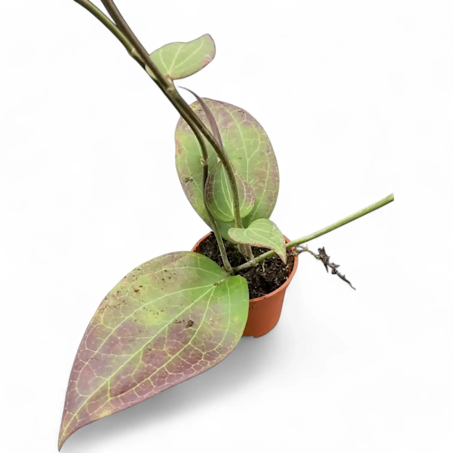 Hoya sp. Timika Zimmerpflanze im Anzuchttopf vor weiĂźem Hintergrund, Produktfoto 3.