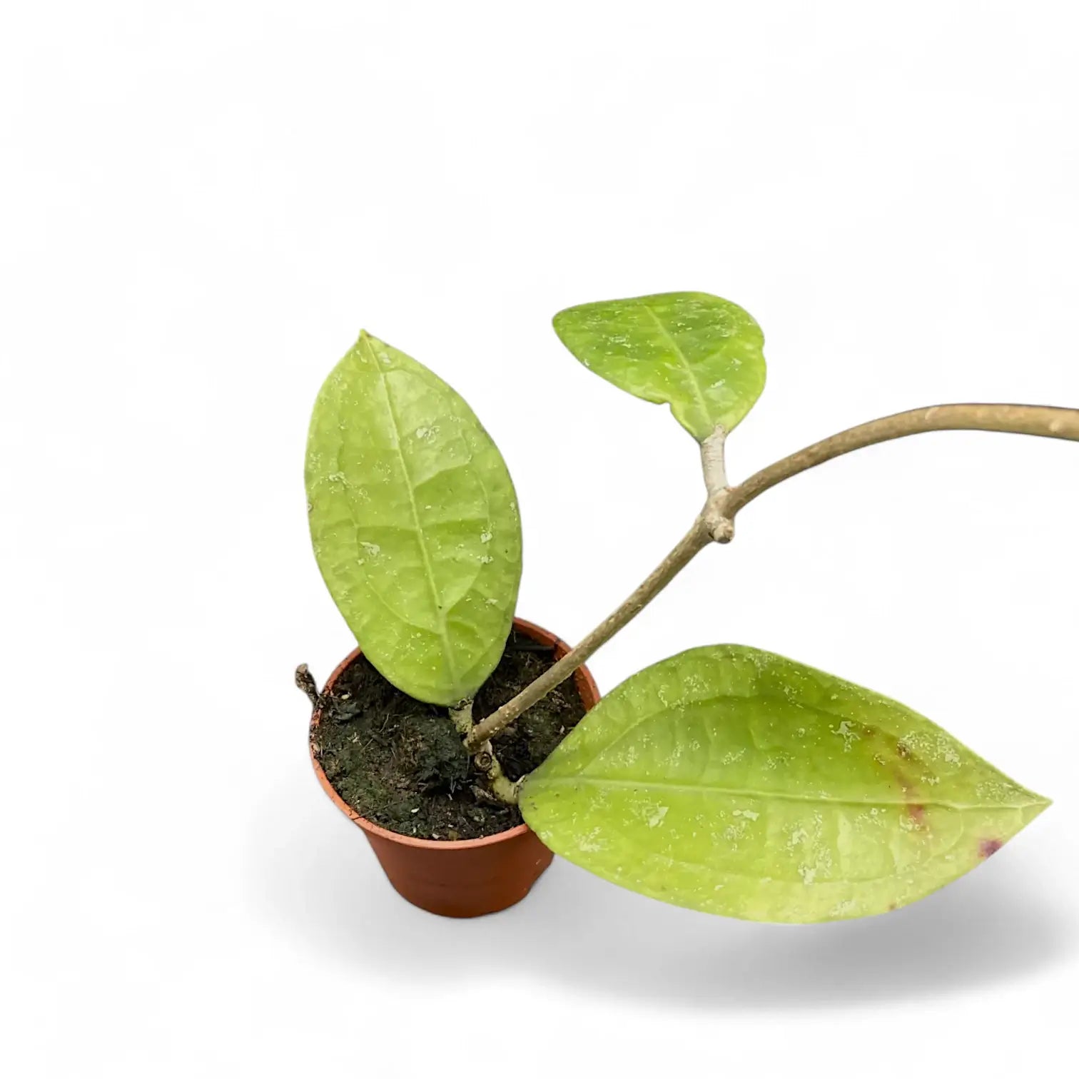 Hoya sp. Trenggalek potted houseplant in nursery pot on white background, product photo 2.
