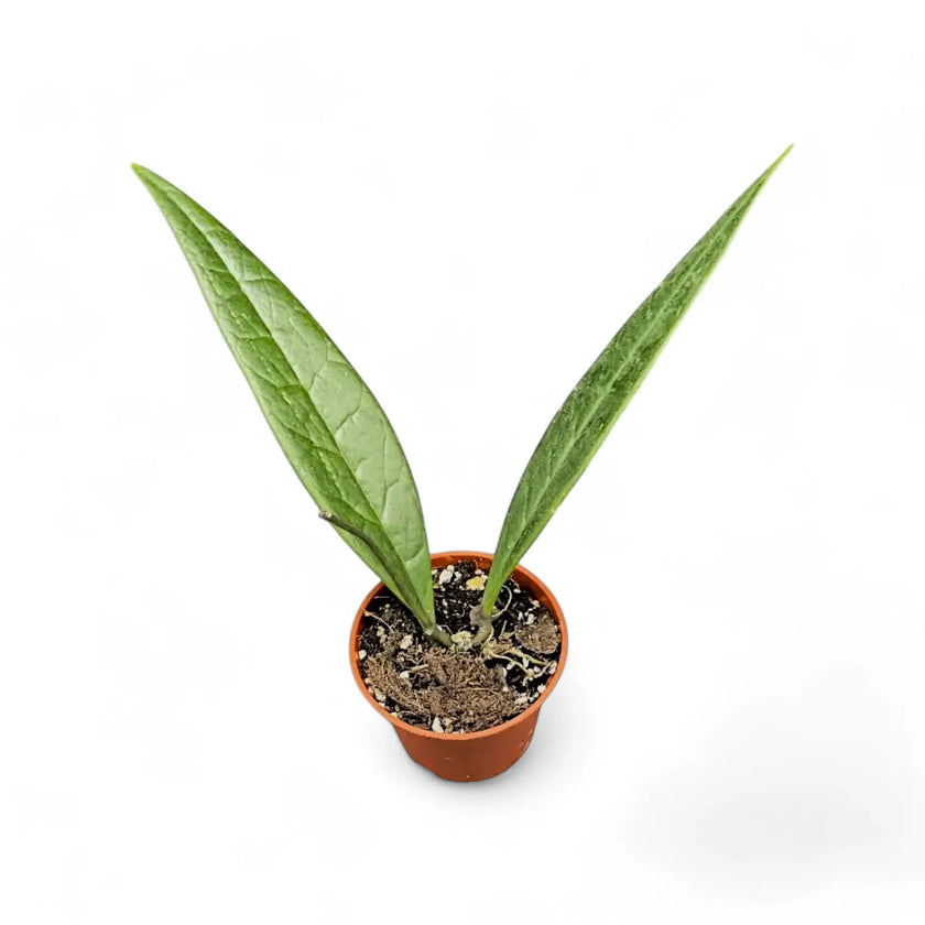 Hoya sulawesiana potted houseplant in nursery pot on white background, product photo 2.