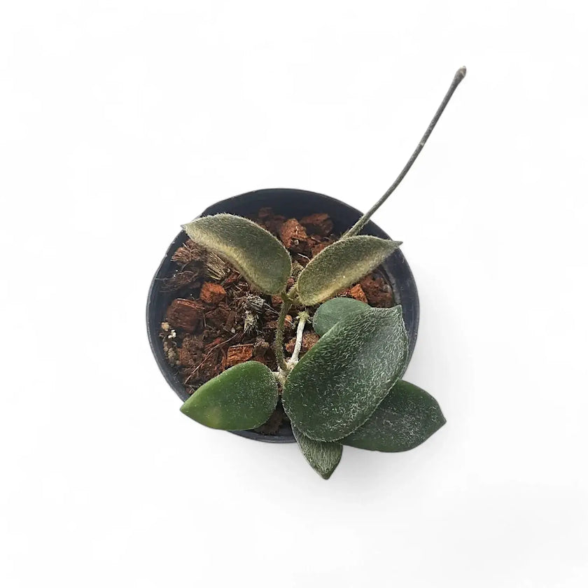 Hoya thomsonii potted houseplant in nursery pot on white background, product photo 2.