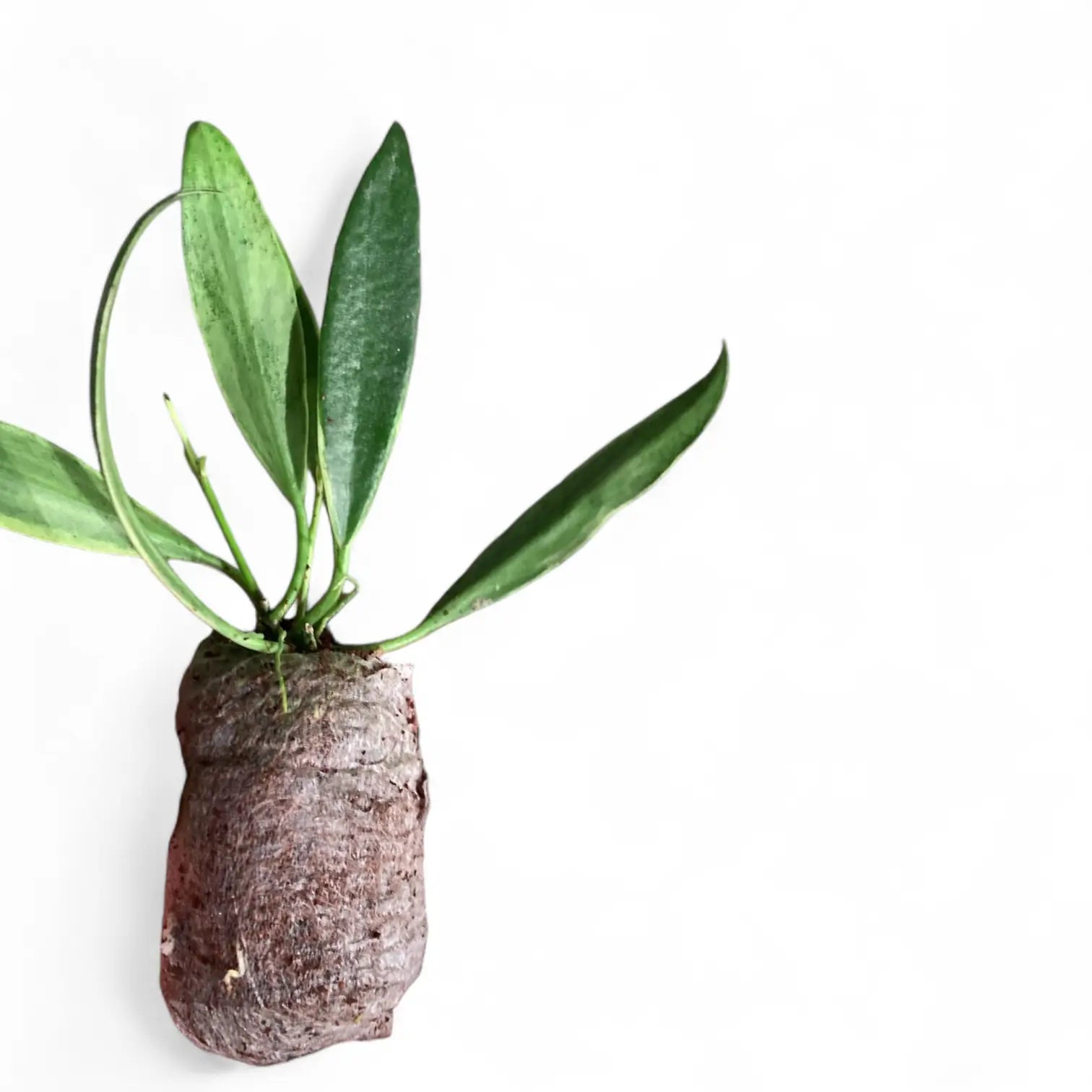 Hoya tsangii outer variegated Zimmerpflanze im Anzuchttopf vor weiĂźem Hintergrund, Produktfoto 3.