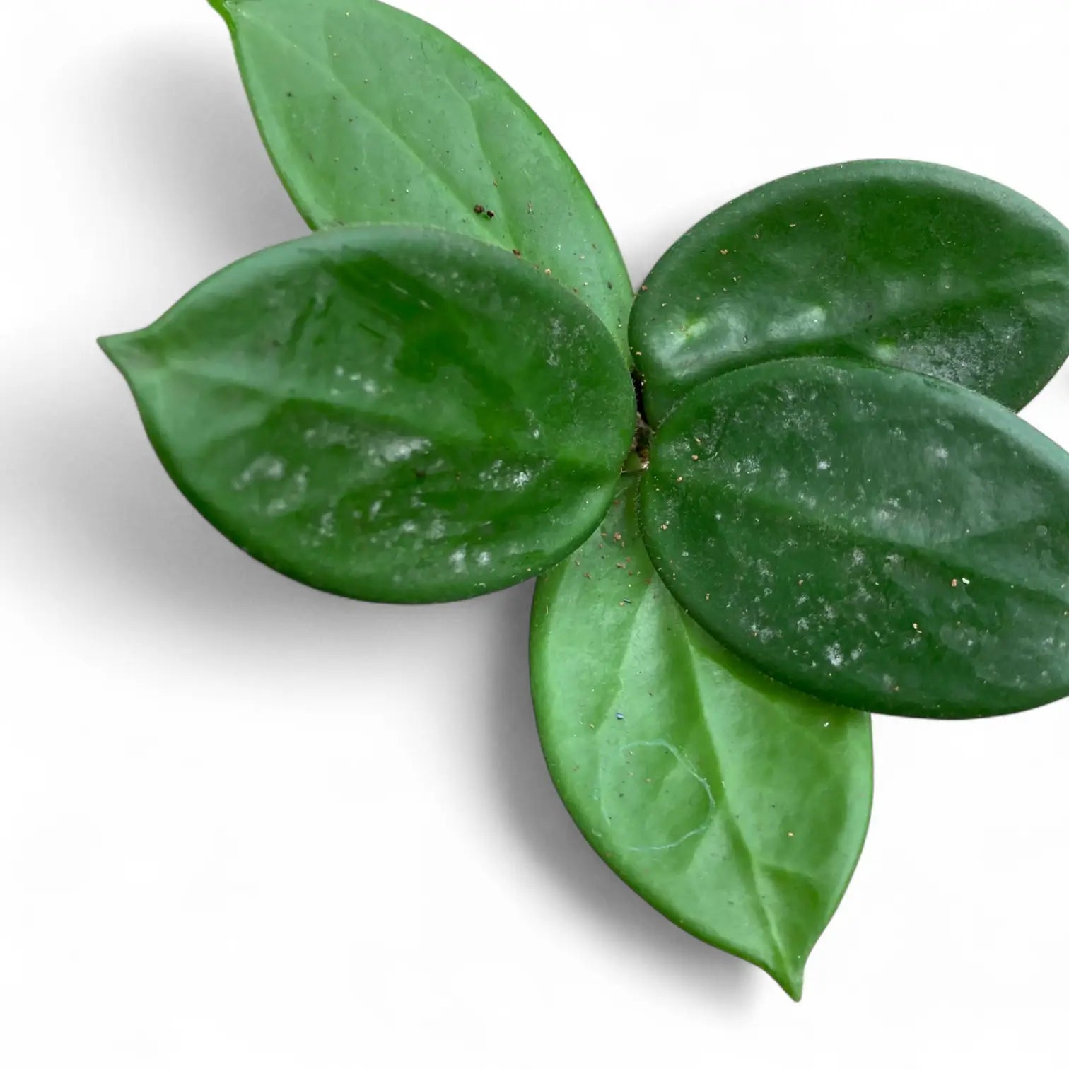 Hoya vangviengiensis leaf close-up on white background.