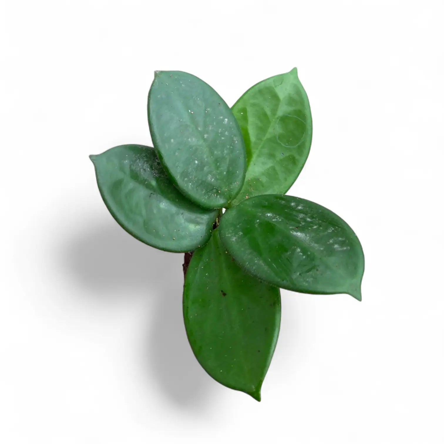 Hoya vangviengiensis potted houseplant in nursery pot on white background, product photo 2.
