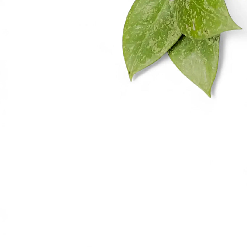 Hoya verticillata 'N-Splash' – Blattdetail vor weißem Hintergrund..