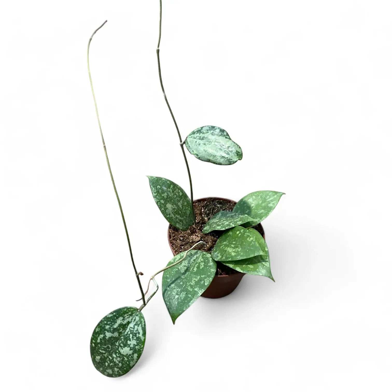 Hoya verticillata 'Nanjuk Splash' Zimmerpflanze im Anzuchttopf vor weiĂźem Hintergrund, Produktfoto 4.