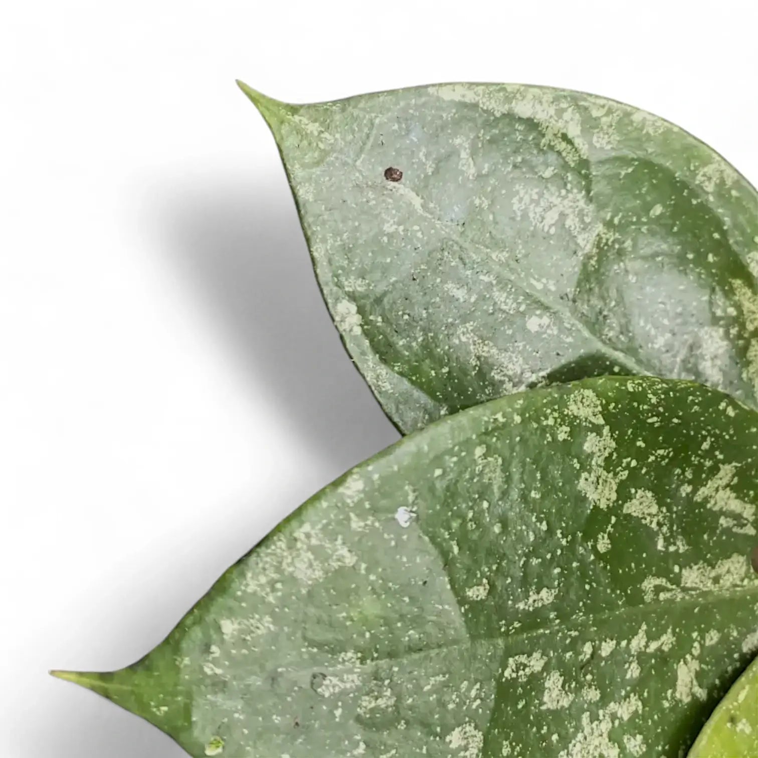 Hoya verticillata 'Nanjuk Splash' Zimmerpflanze im Anzuchttopf vor weiĂźem Hintergrund, Produktfoto 5.