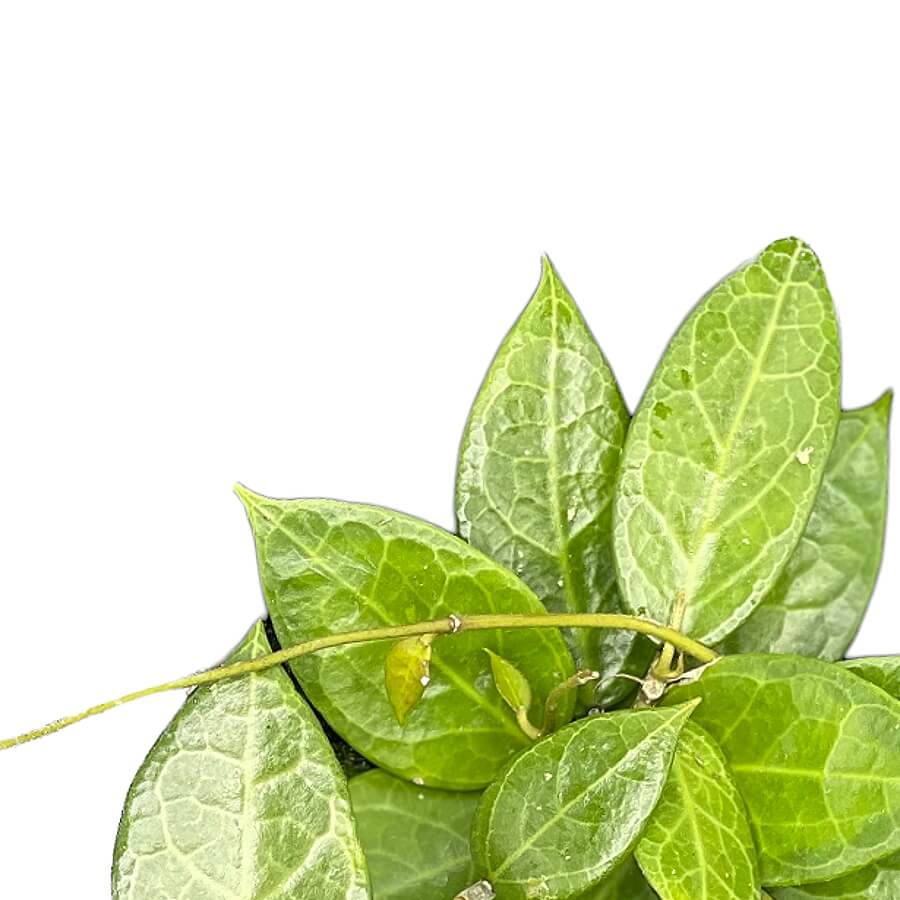 Hoya verticillata 'Pati' leaf close-up on white background.