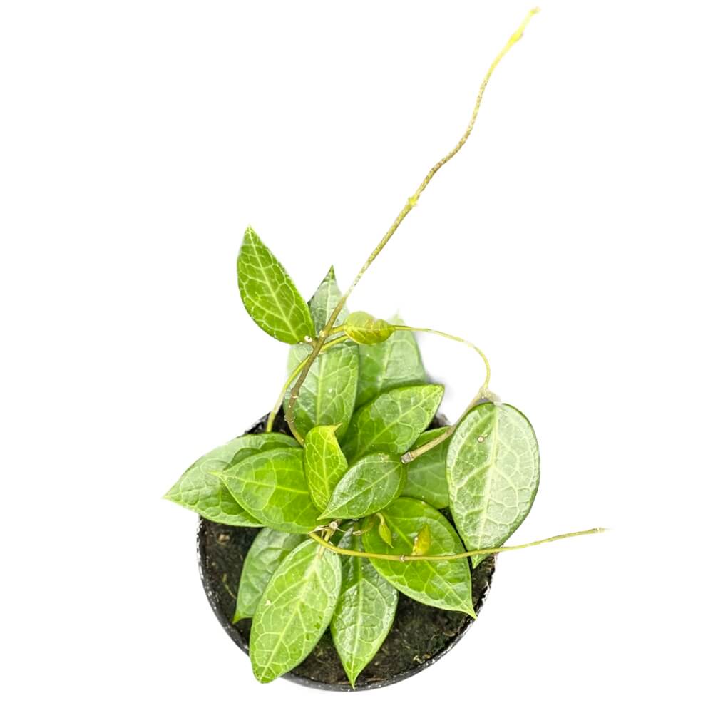 Hoya verticillata 'Pati' potted houseplant in nursery pot on white background, product photo 2.