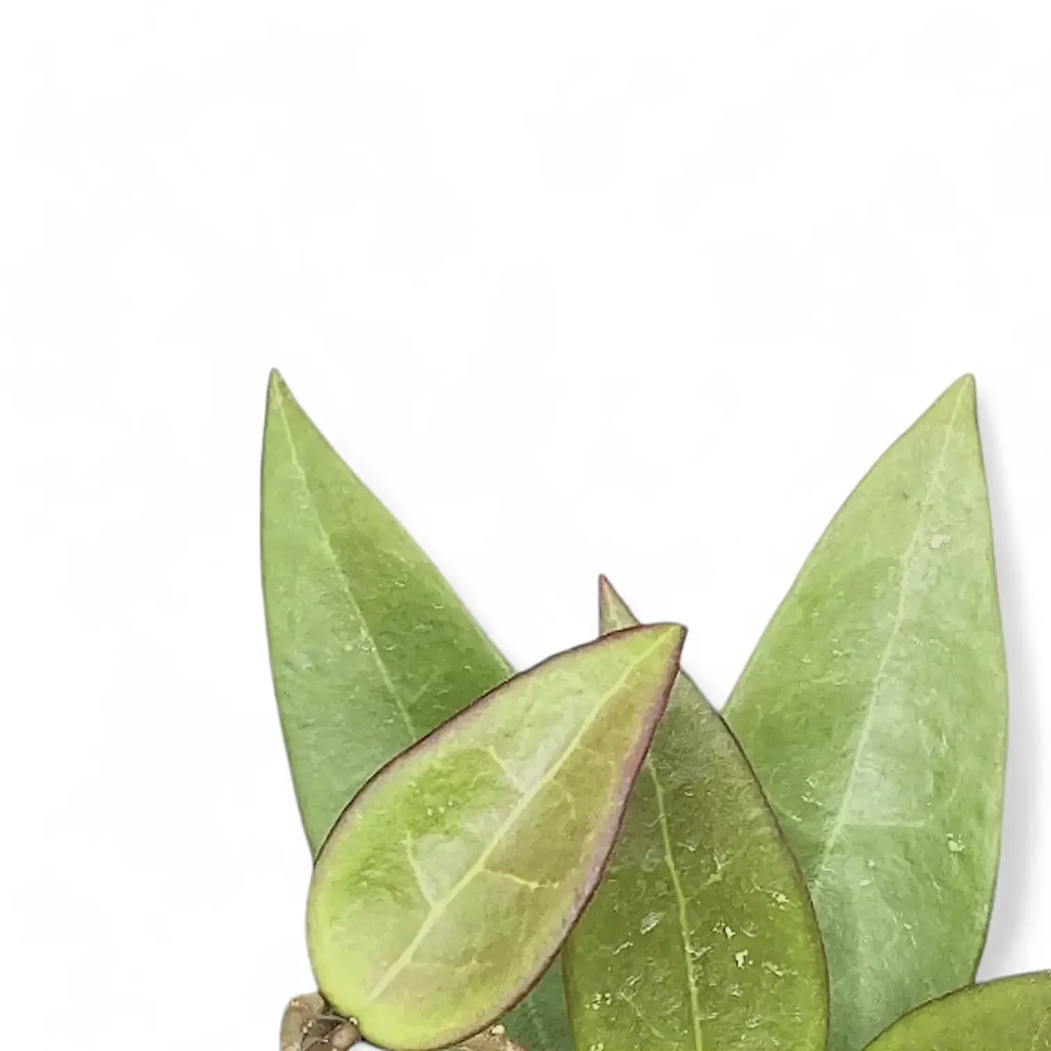 Hoya verticillata 'Red leaf' aka 'Spoon leaf' leaf close-up on white background.
