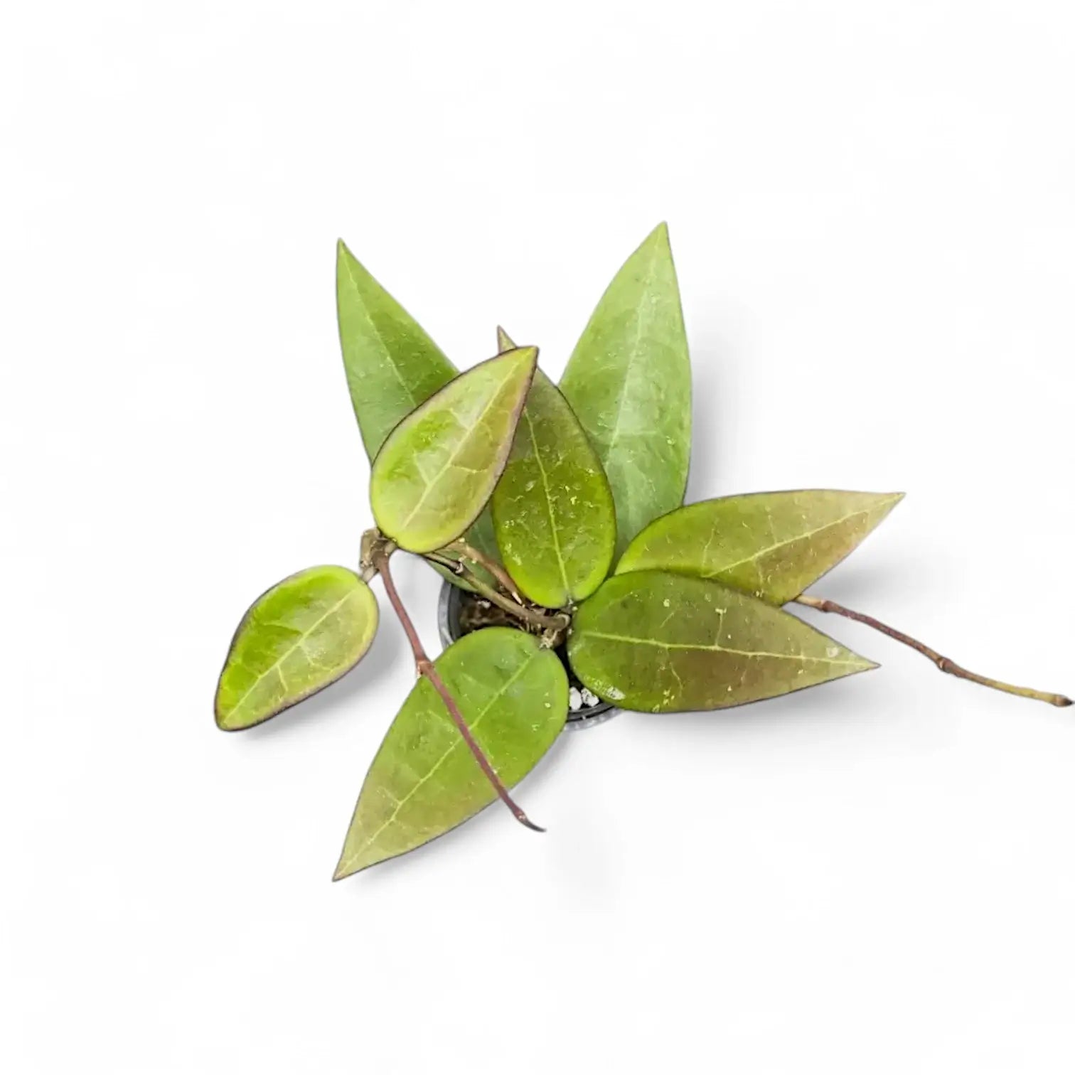 Hoya verticillata 'Red leaf' aka 'Spoon leaf' potted houseplant in nursery pot on white background, product photo 4.
