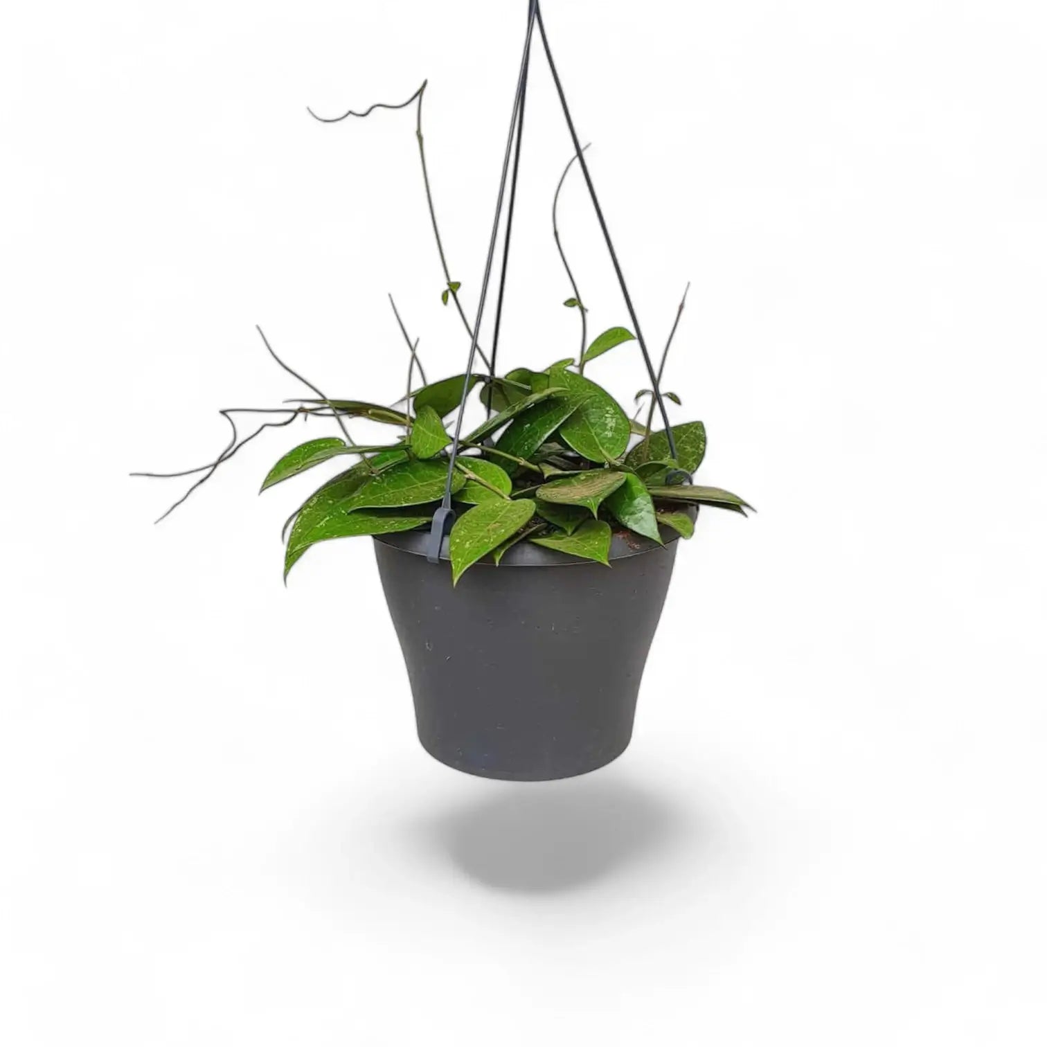 Hoya verticillata var. verticillata 'Black Edge' ('Black Margin') potted houseplant in nursery pot on white background, product photo 4.