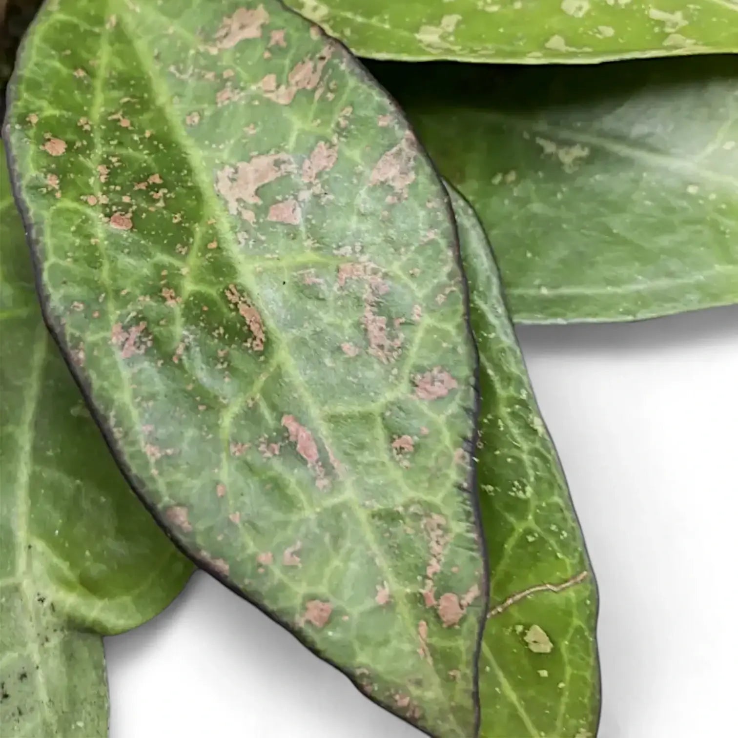 Hoya verticillata var. verticillata 'Pink Splash' leaf close-up on white background.