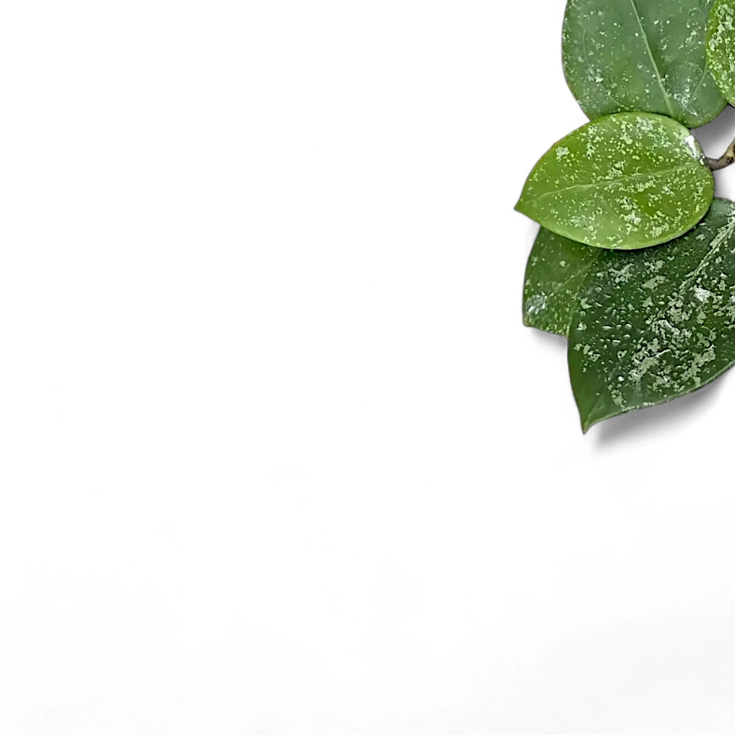 Hoya verticillata var. verticillata 'Splash' leaf close-up on white background.