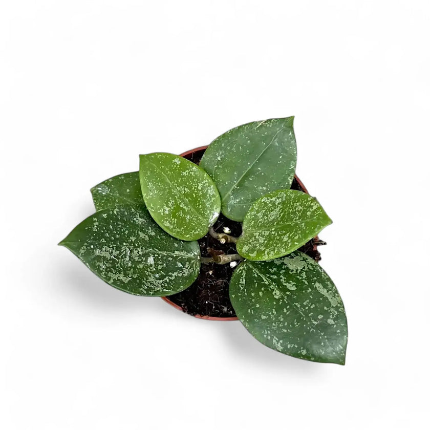 Hoya verticillata var. verticillata 'Splash' Zimmerpflanze im Anzuchttopf vor weißem Hintergrund, Produktfoto 2.