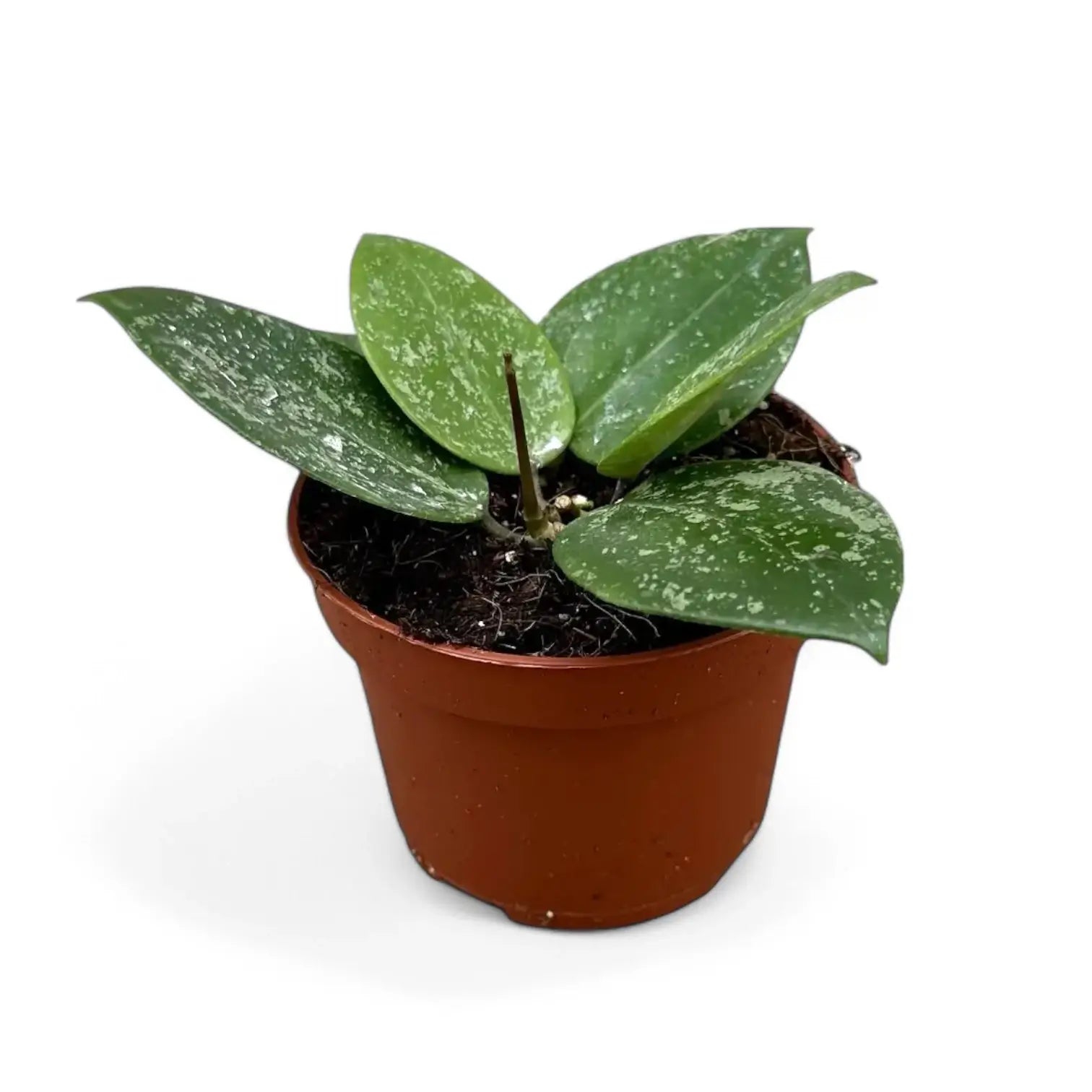 Hoya verticillata var. verticillata 'Splash' potted houseplant in nursery pot on white background, product photo 3.