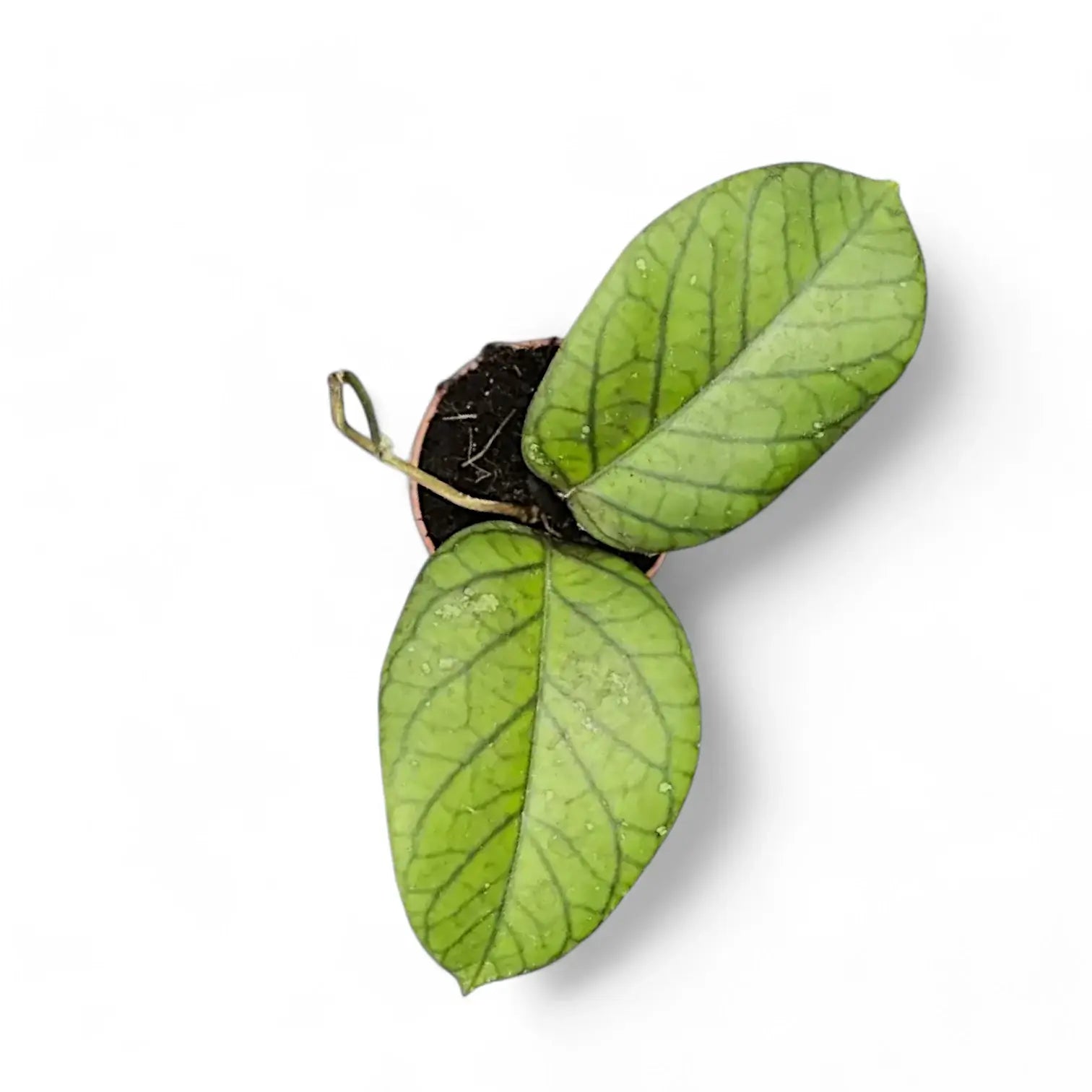 Hoya vitellinoides potted houseplant in nursery pot on white background, product photo 3.