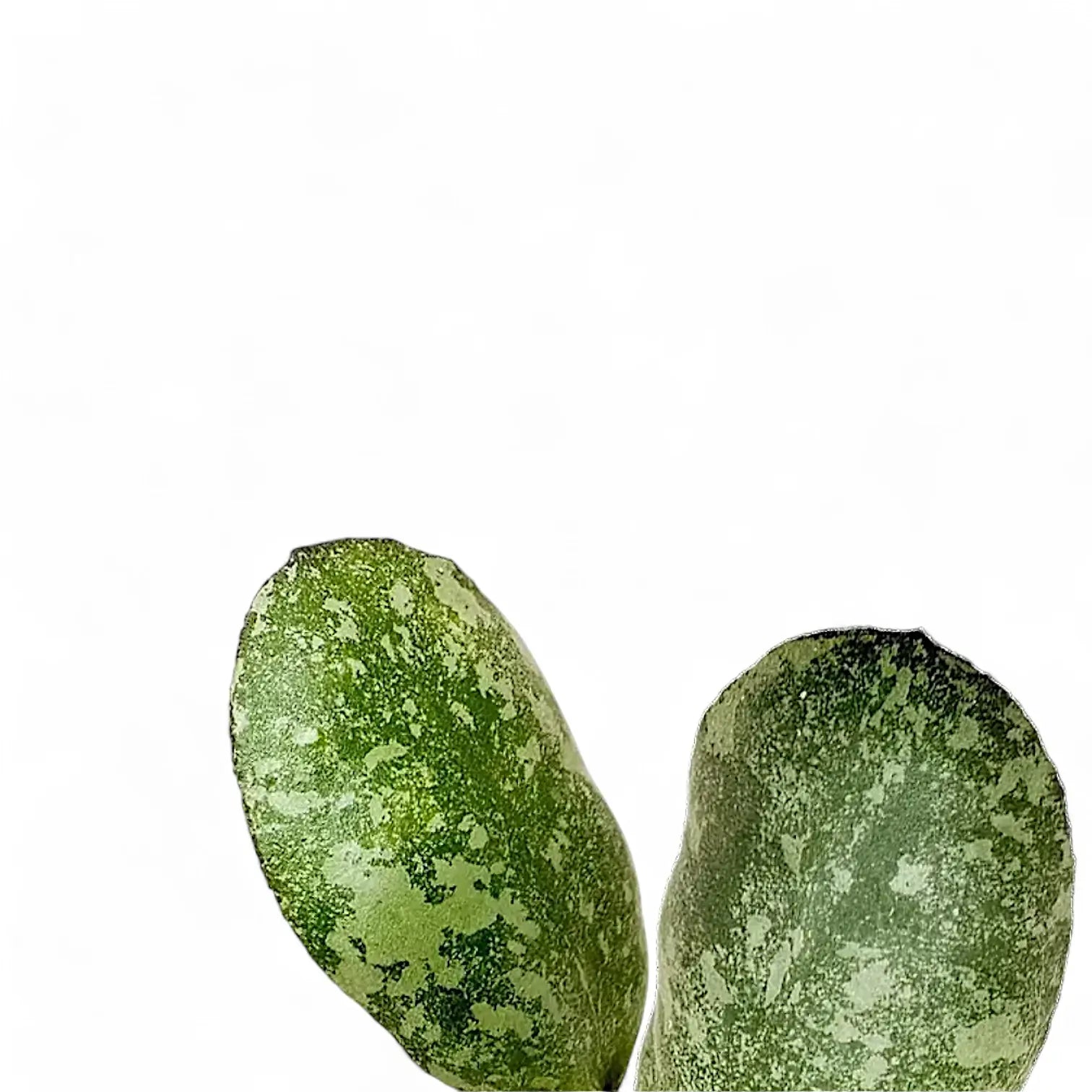 Hoya waymaniae (Kapuas) 'Cloudy sky' leaf close-up on white background.