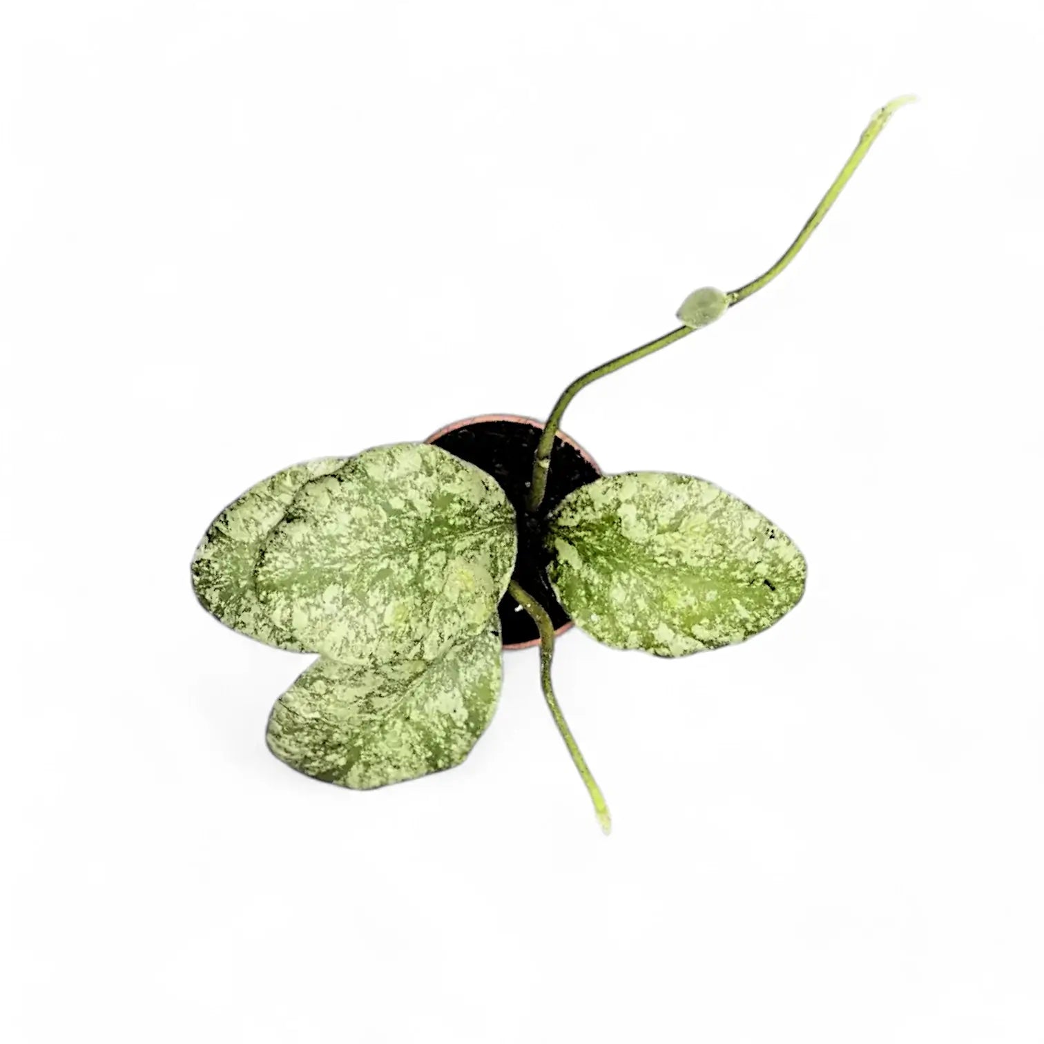 Hoya waymaniae (Kapuas) 'Cloudy sky' potted houseplant in nursery pot on white background, product photo 10.