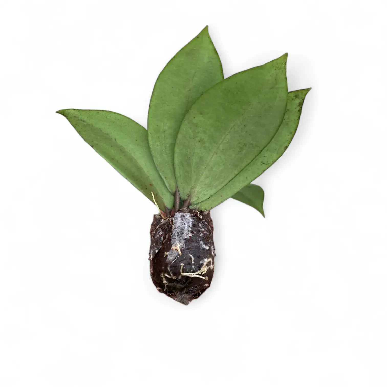Hoya wibergiae potted houseplant in nursery pot on white background, product photo 3.
