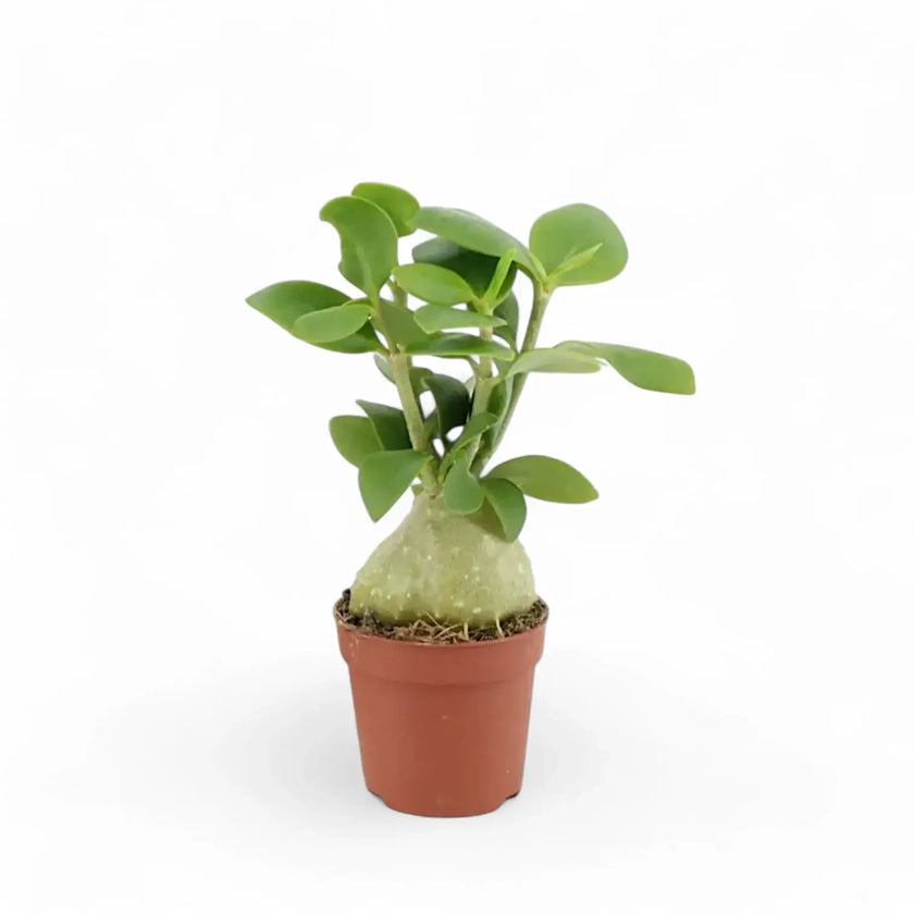 Hydnophytum moseleyanum potted houseplant in nursery pot on white background, product photo 2.