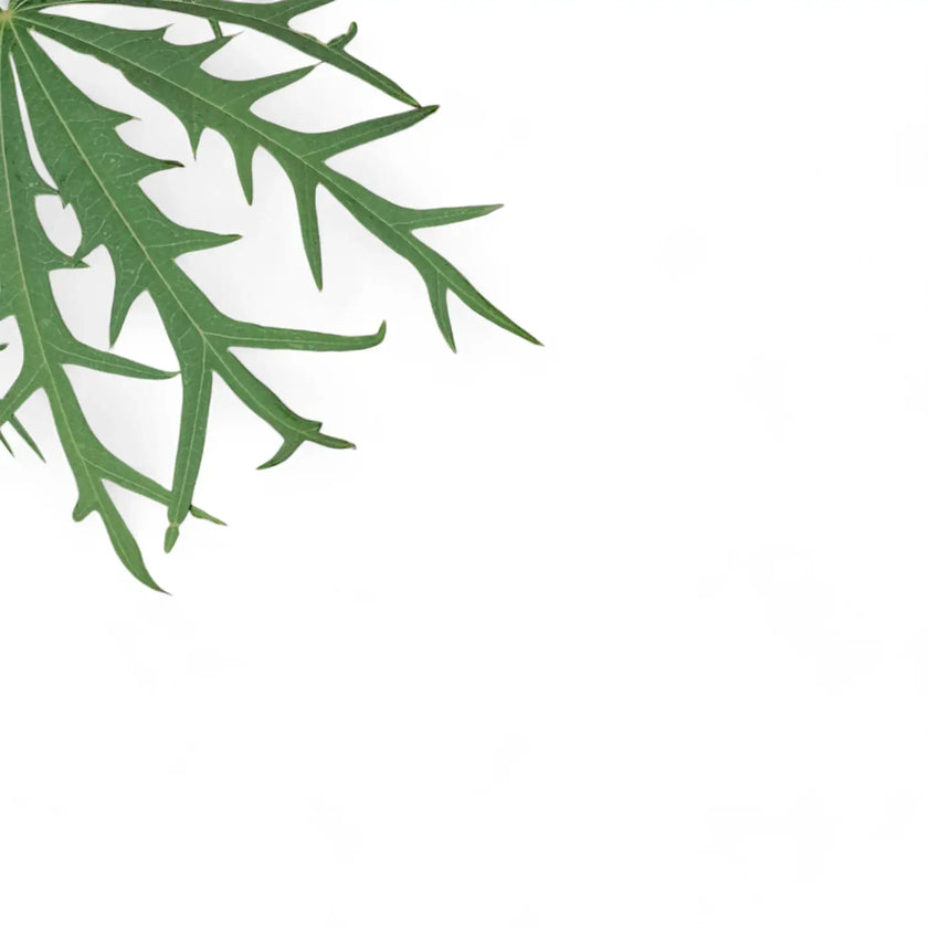 Jatropha multifida – Blattdetail vor weißem Hintergrund..