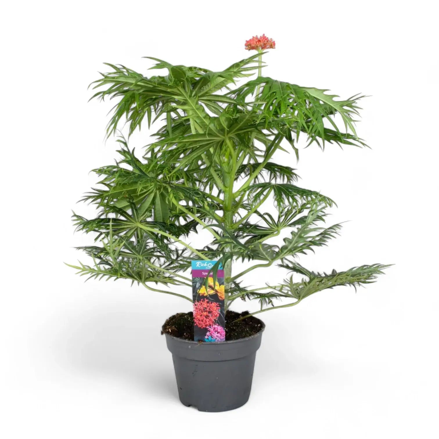 Jatropha multifida Zimmerpflanze im Anzuchttopf vor weißem Hintergrund, Produktfoto 2.