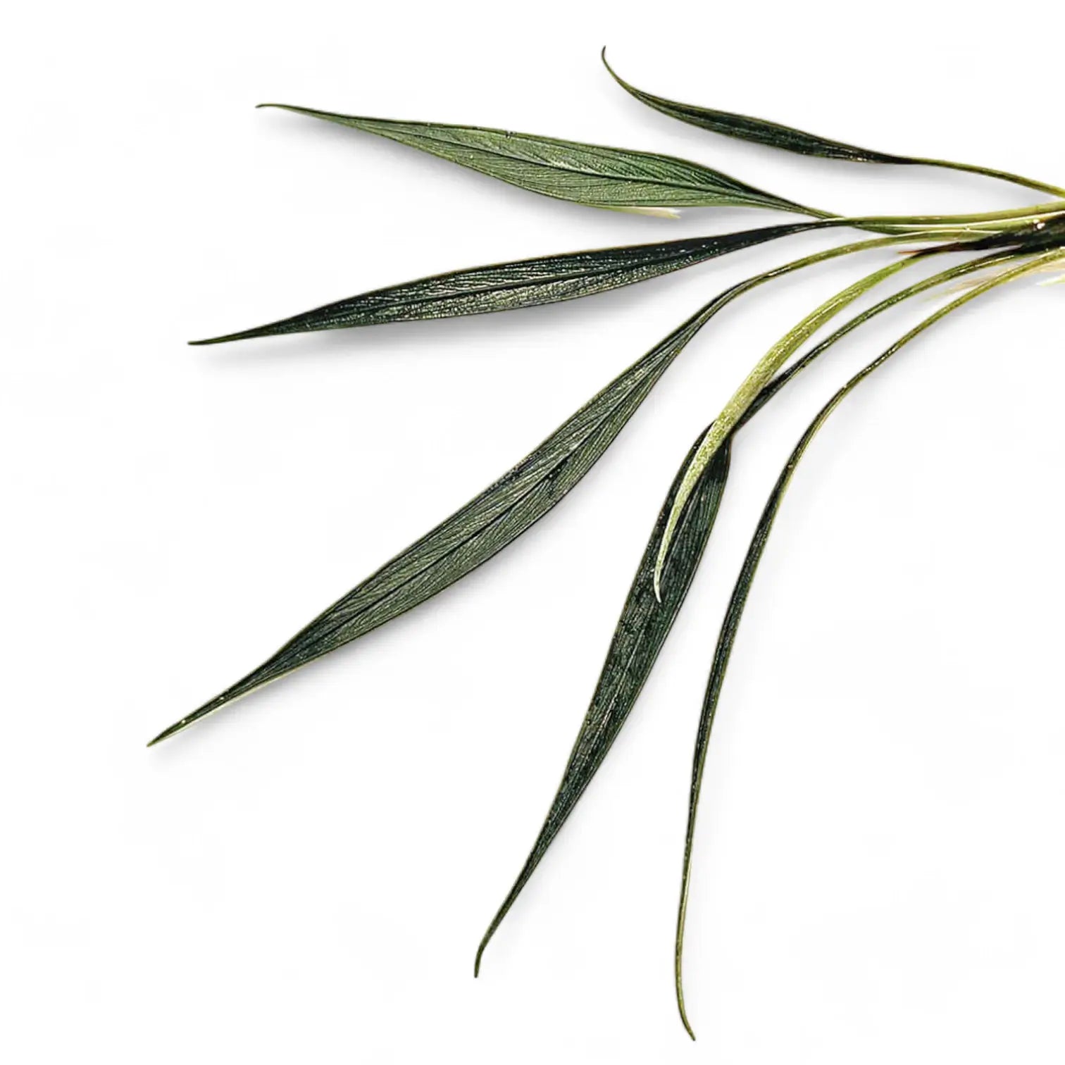 Josefia intricata potted houseplant in nursery pot on white background, product photo 2.
