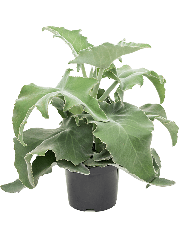 Kalanchoe beharensis potted houseplant in nursery pot on white background, product photo 2.