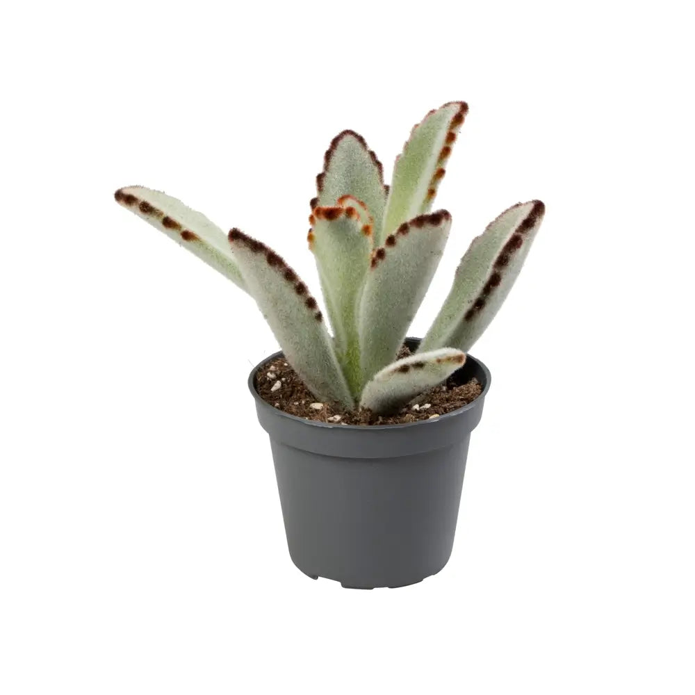 Kalanchoe tomentosa potted houseplant in nursery pot on white background, product photo 2.