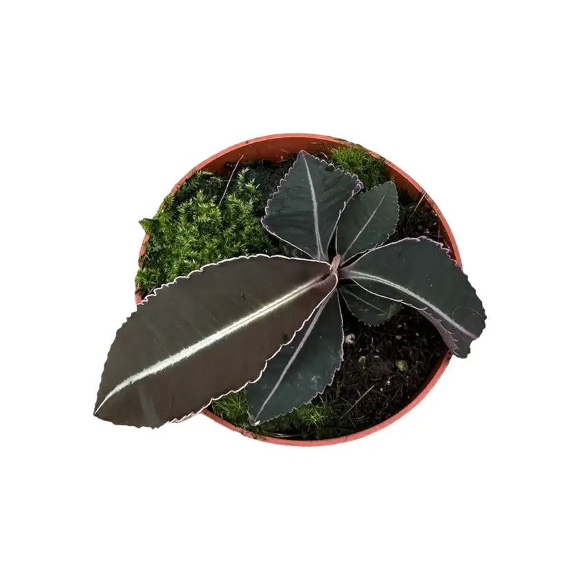 Labisia pumila potted houseplant in nursery pot on white background, product photo 2.