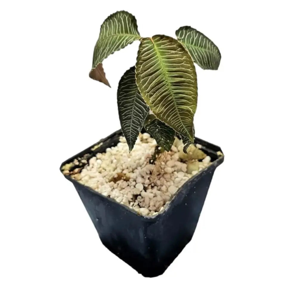 Labisia sp. 'Pink vein' potted houseplant in nursery pot on white background, product photo 3.