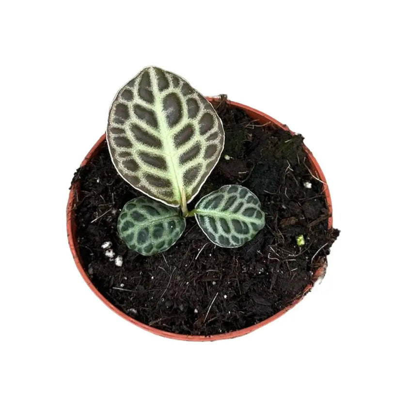 Labisia sp. 'Turtle back' potted houseplant in nursery pot on white background, product photo 2.
