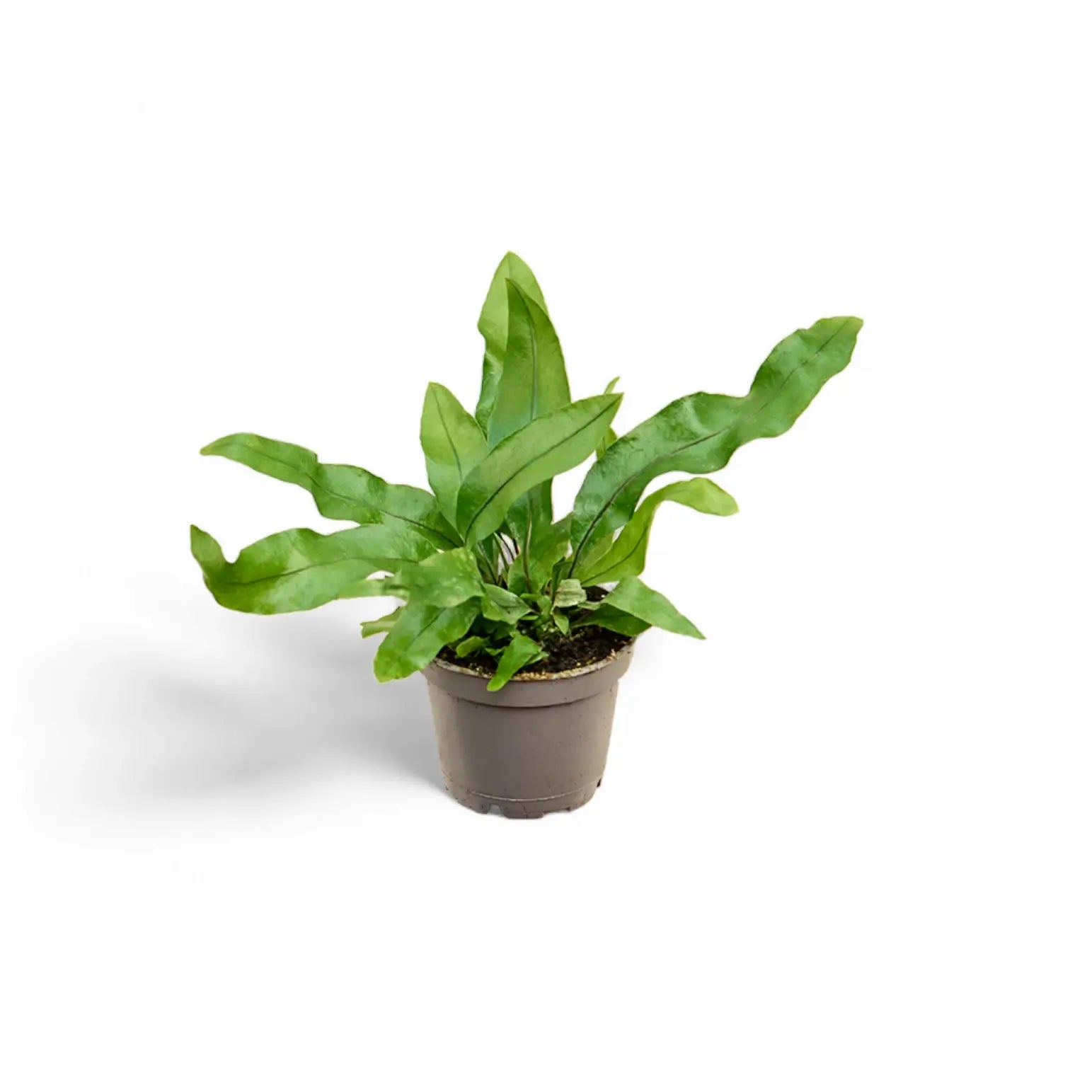 Leptochilus pteropus subsp. pteropus Zimmerpflanze im Anzuchttopf vor weiĂźem Hintergrund, Produktfoto 2.