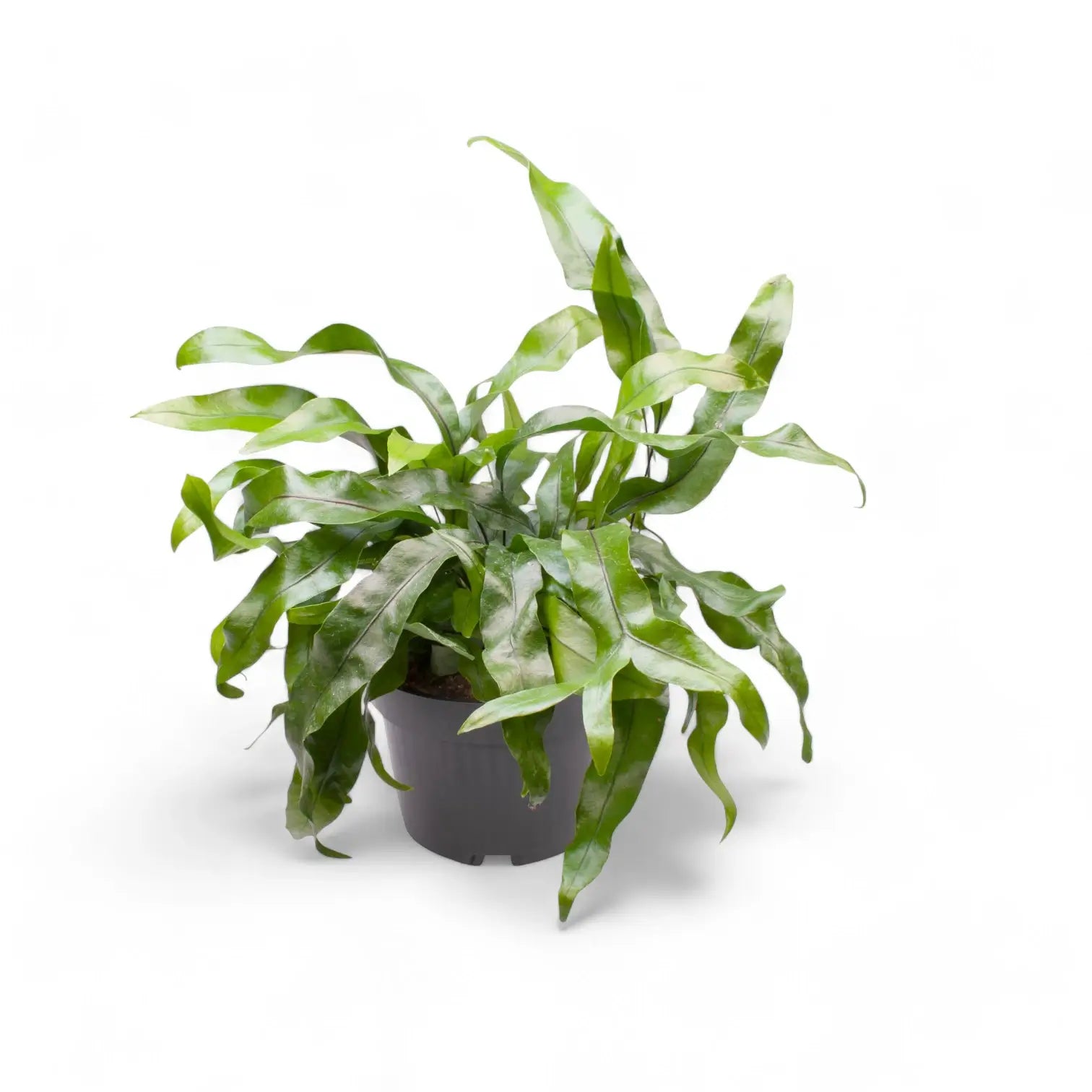 Leptochilus pteropus subsp. pteropus Zimmerpflanze im Anzuchttopf vor weiĂźem Hintergrund, Produktfoto 4.